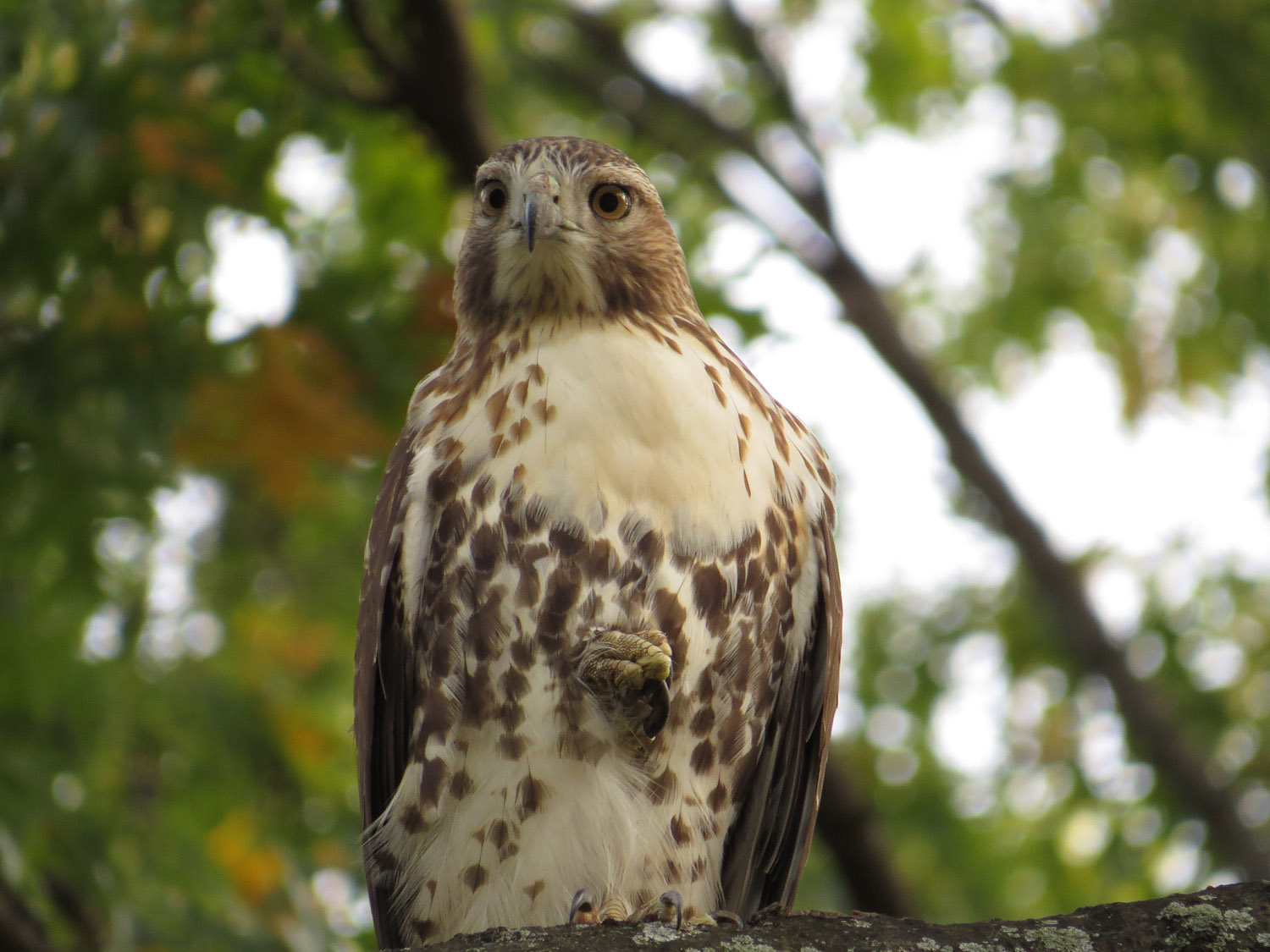 Hawk 1500 10-26-2016 057P.jpg