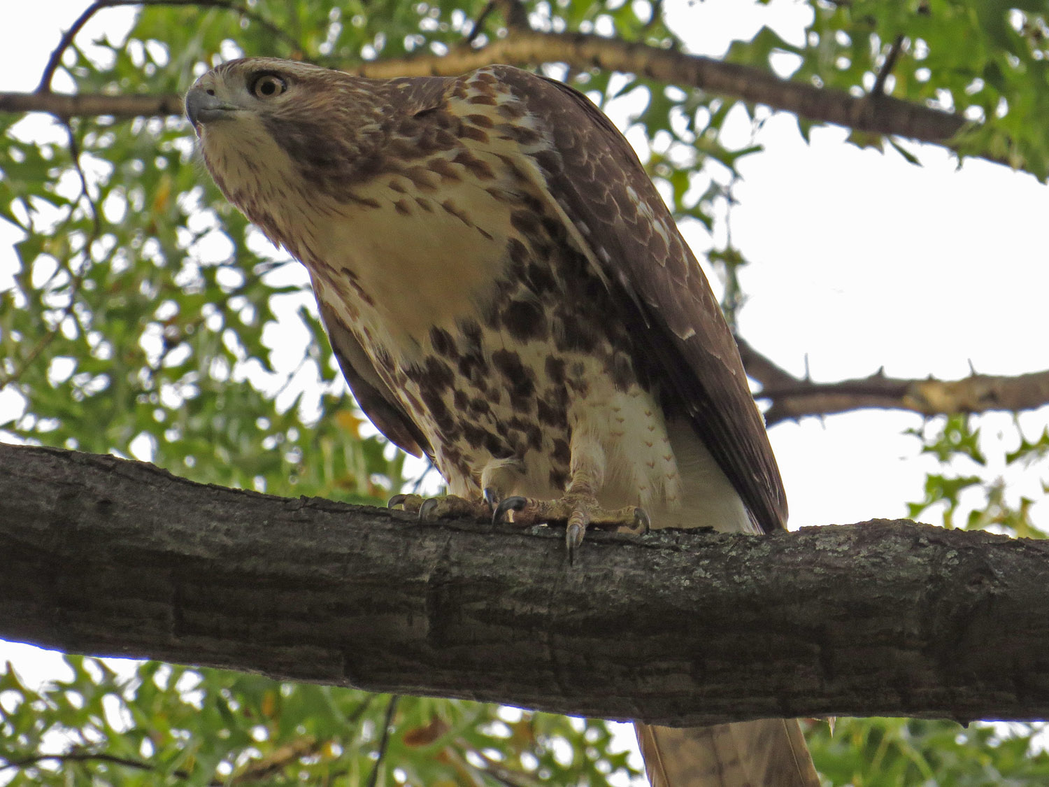 Hawk 1500 10-26-2016 073P.jpg