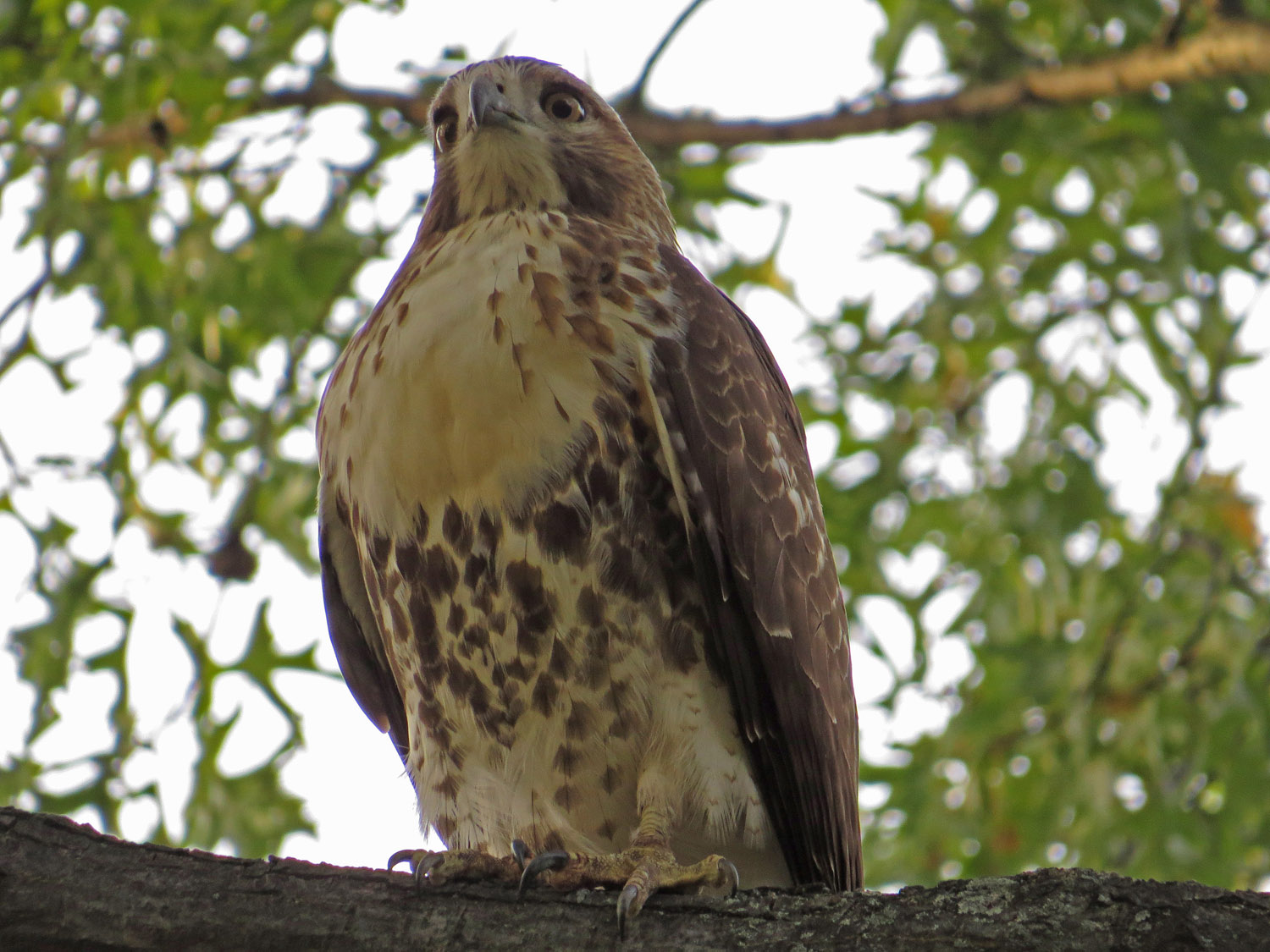 Hawk 1500 10-26-2016 078P.jpg