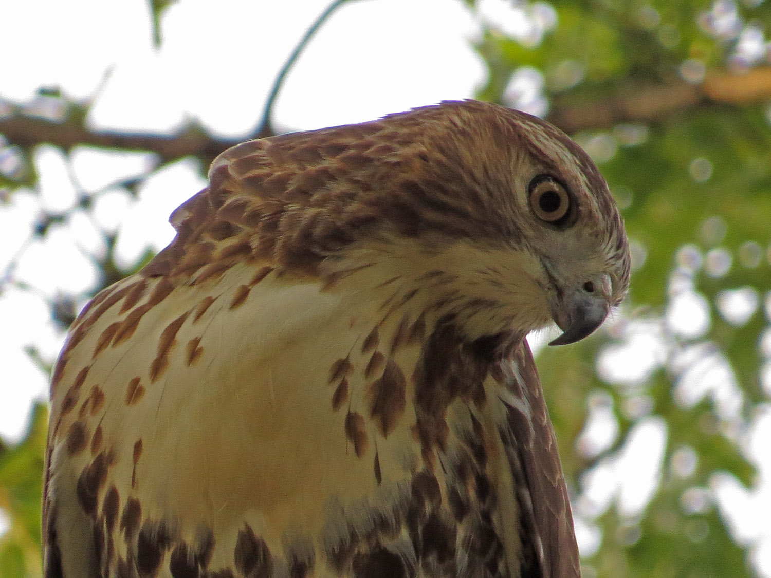 Hawk 1500 10-26-2016 084P.jpg