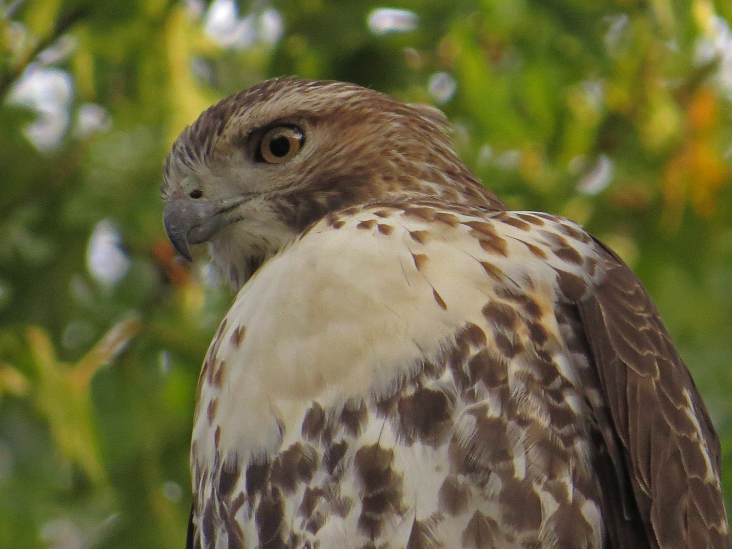 Hawk 1500 10-26-2016 104P.jpg