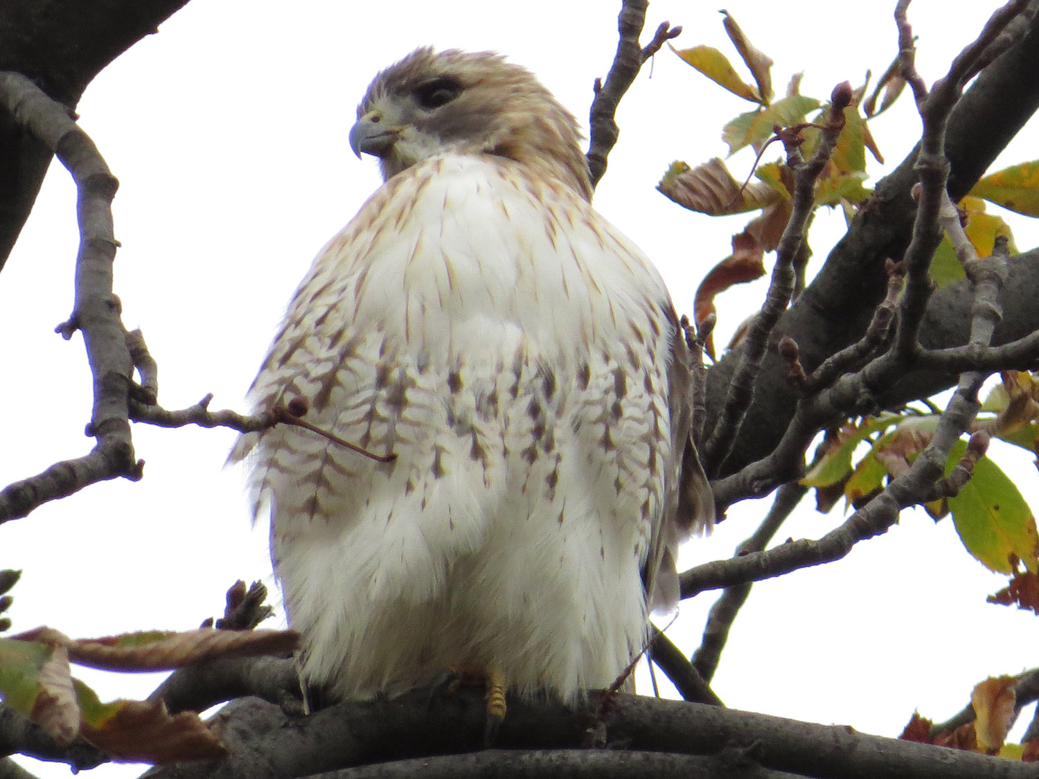 Pale Male 1500 11-1-2016 129P.jpg