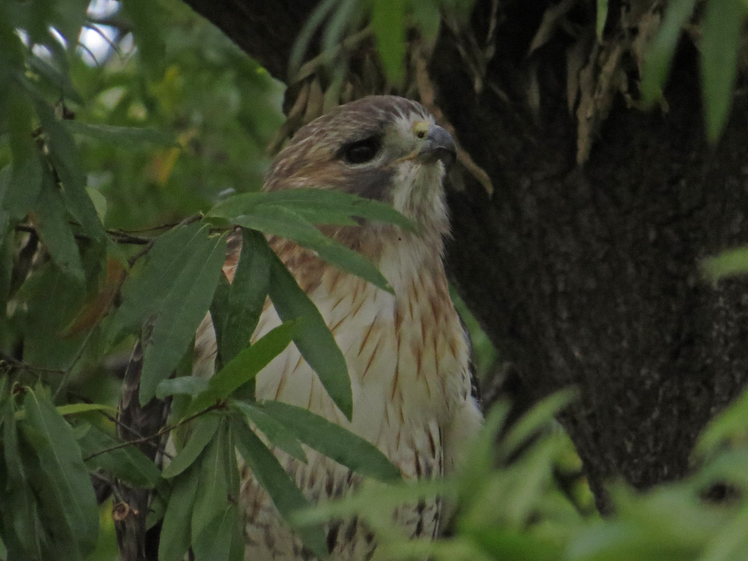 Pale Male 1500 10-29-2016 078P.jpg