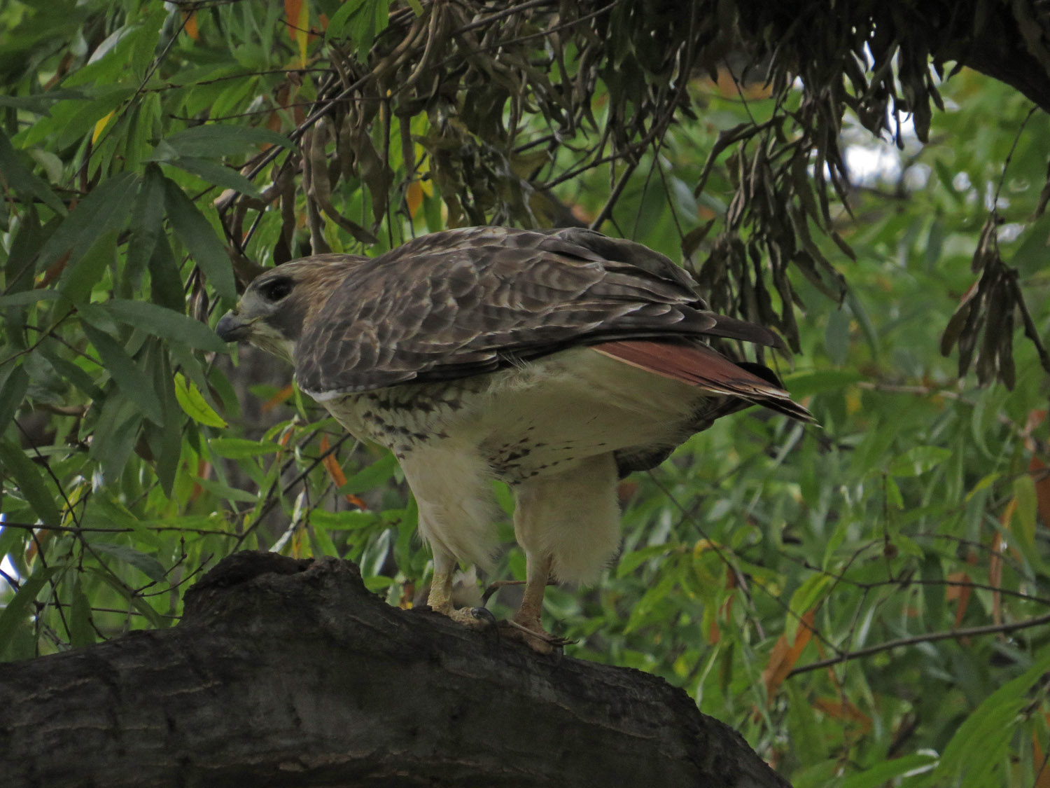 Pale Male 1500 10-29-2016 068P.jpg