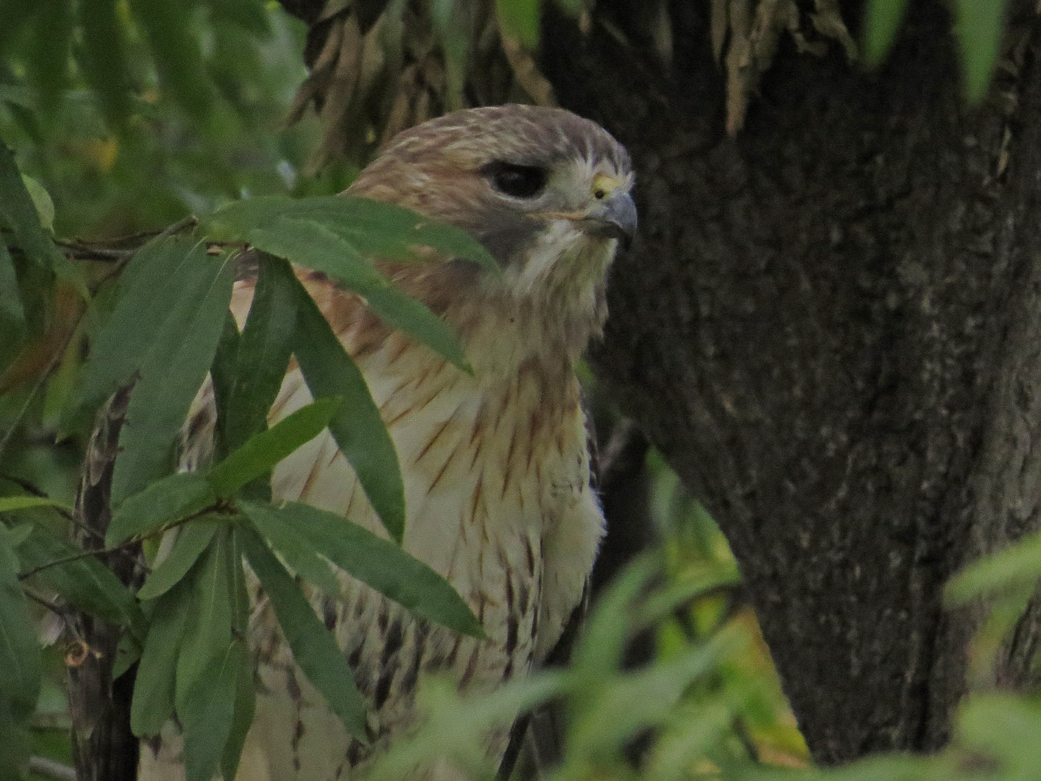 Pale Male 1500 10-29-2016 077P.jpg