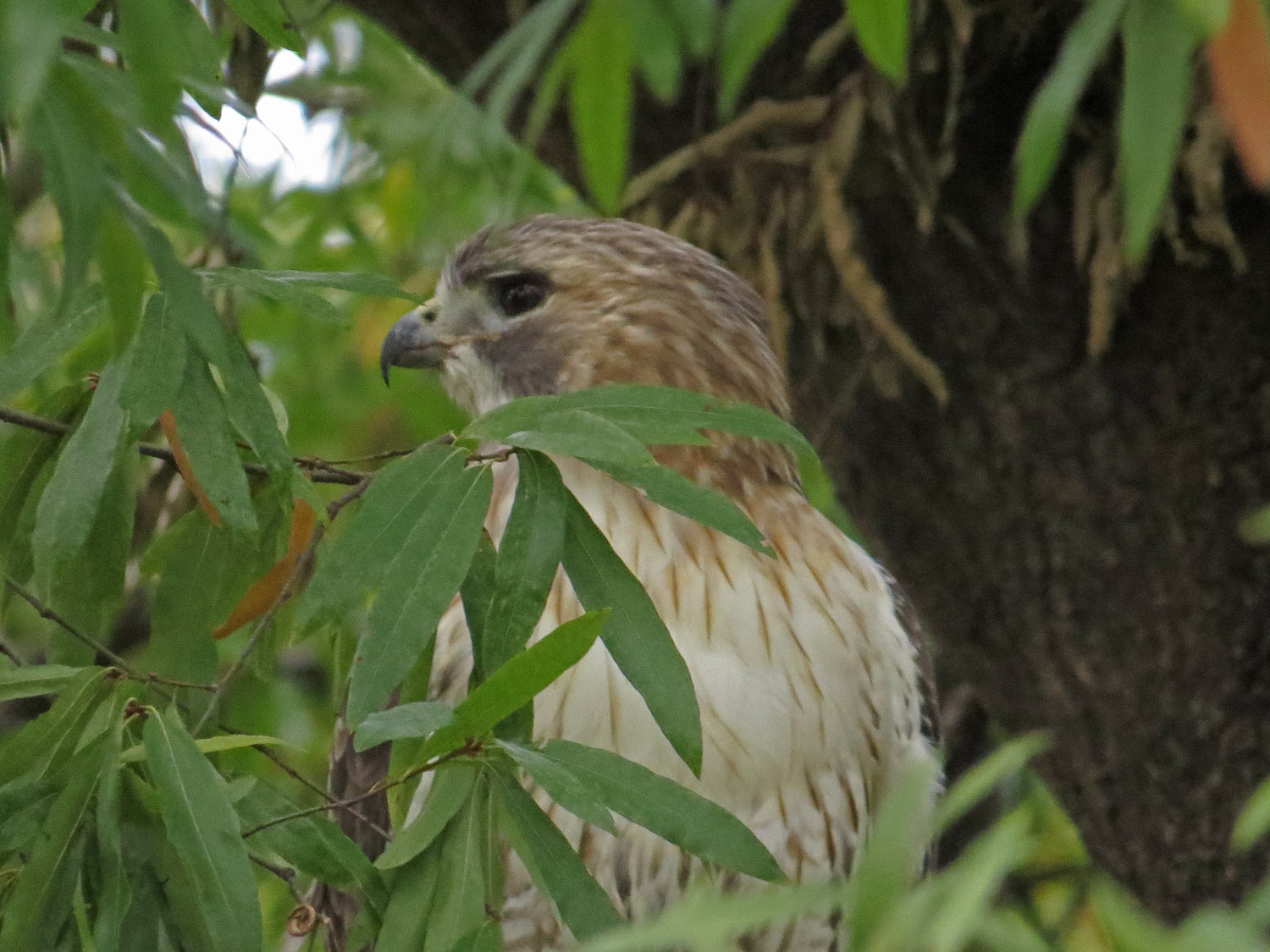 Pale Male 1500 10-29-2016 079P.jpg