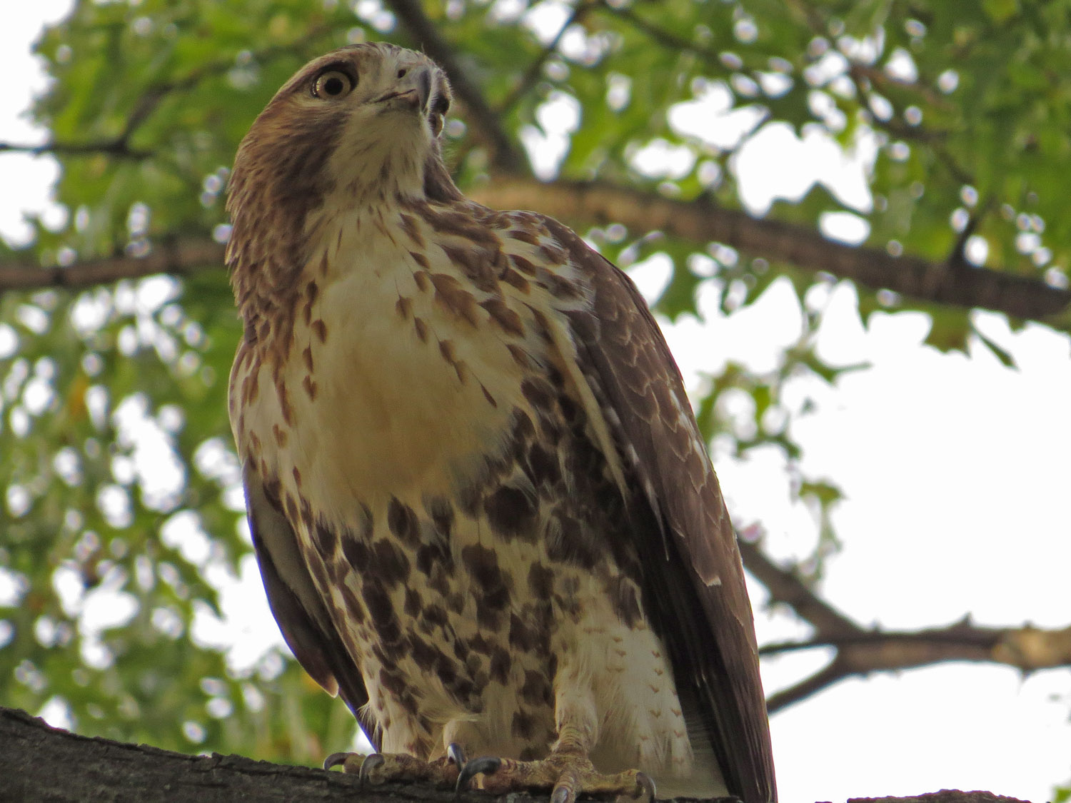 Hawk 1500 10-26-2016 074P.jpg