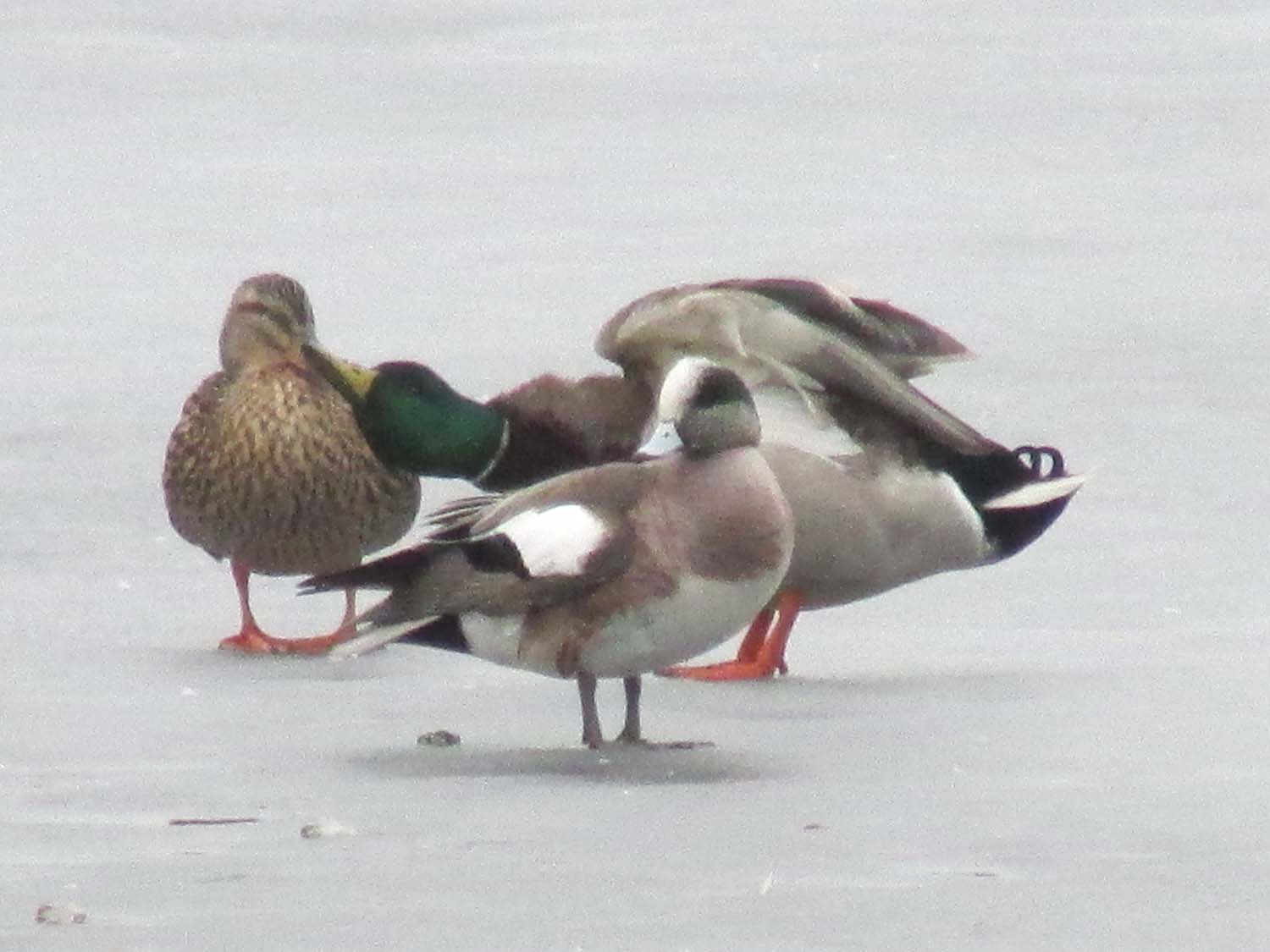 Wigeon 1500 3-12-2014 217P.jpg