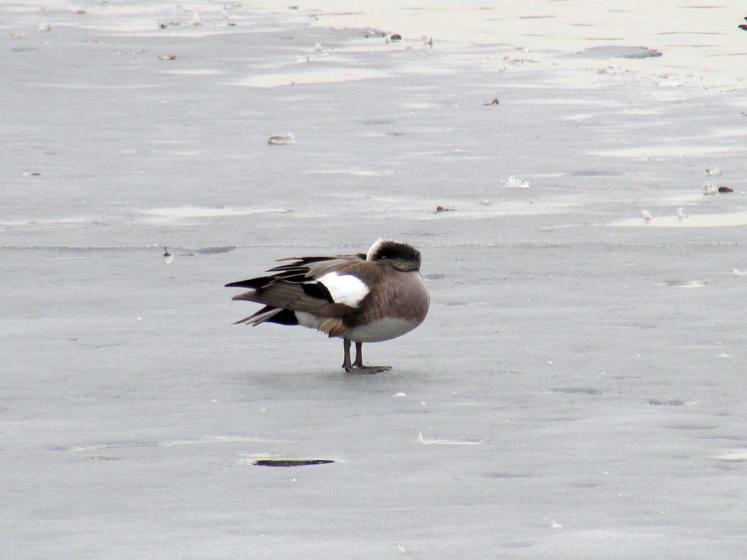 Wigeon 1500 3-12-2014 232P.jpg