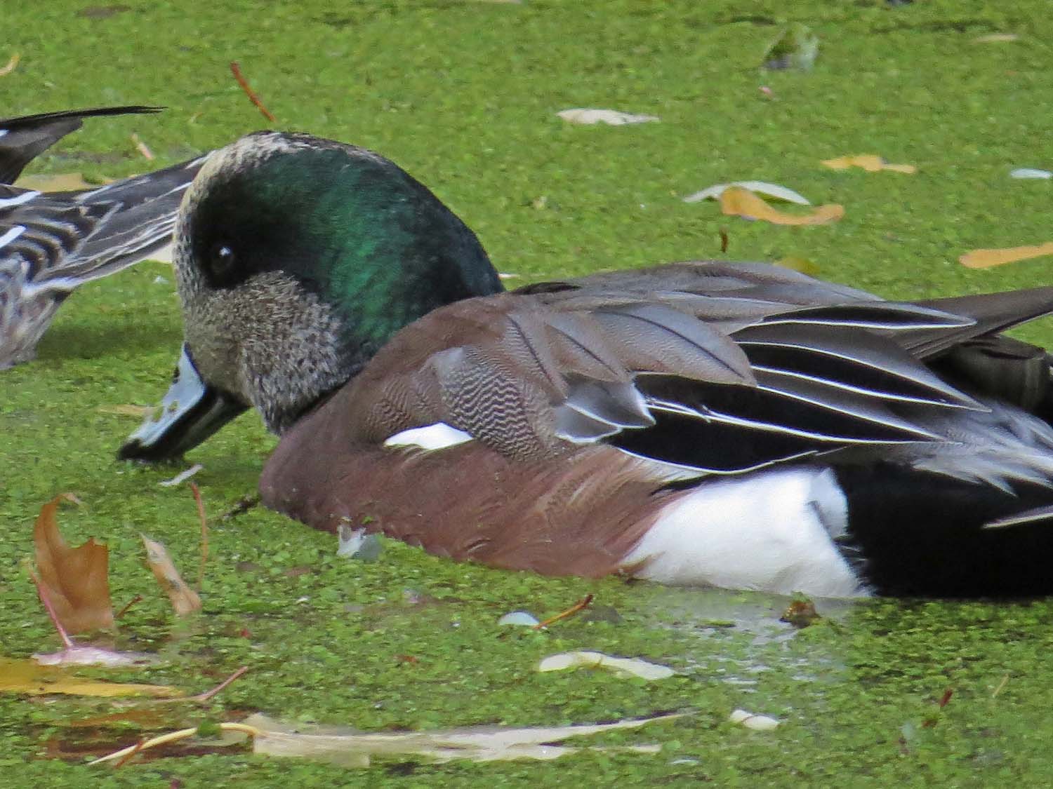 Wigeon 1500 11-6-2016 111P.jpg