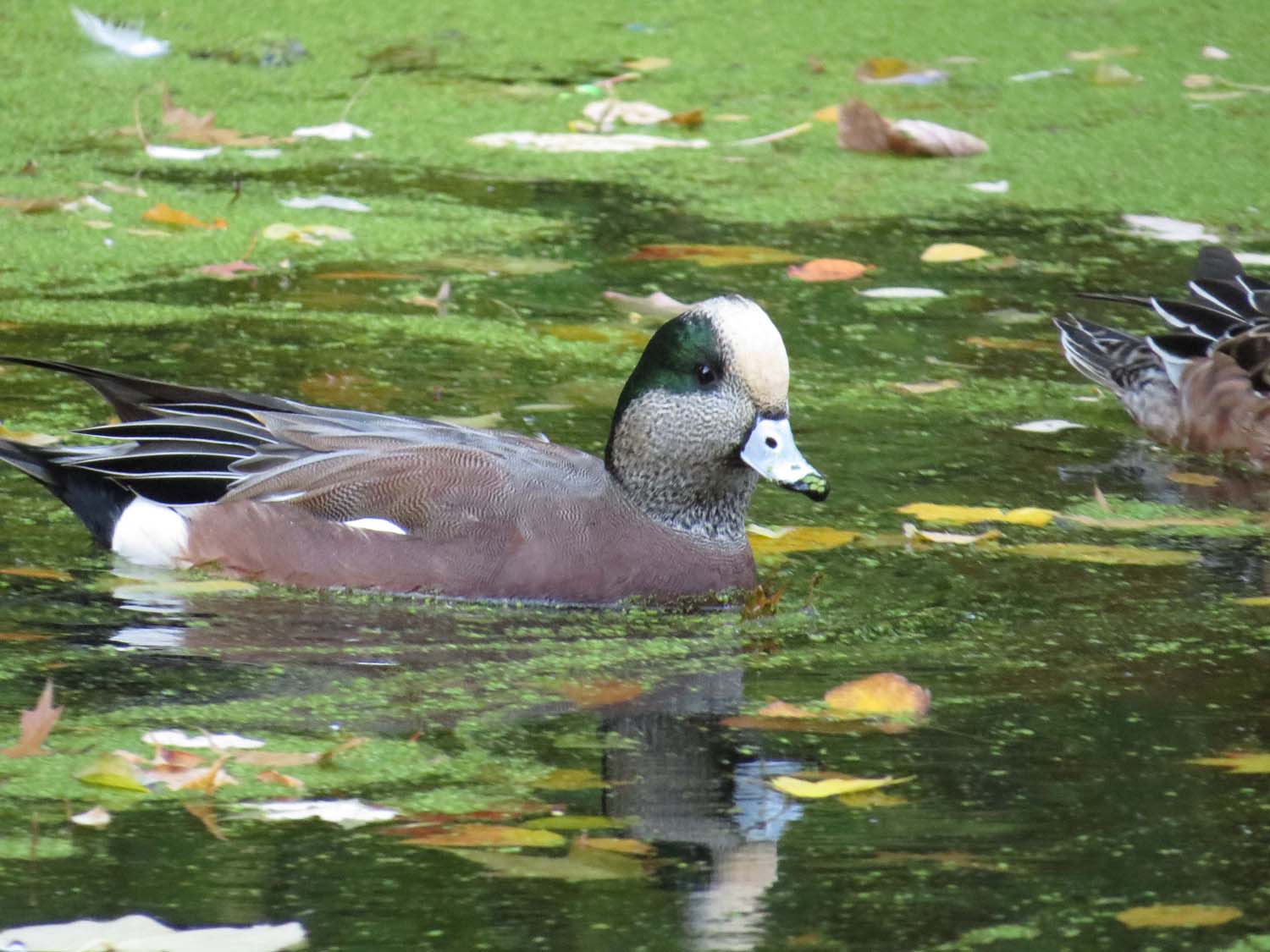 Wigeon 1500 11-6-2016 150P.jpg