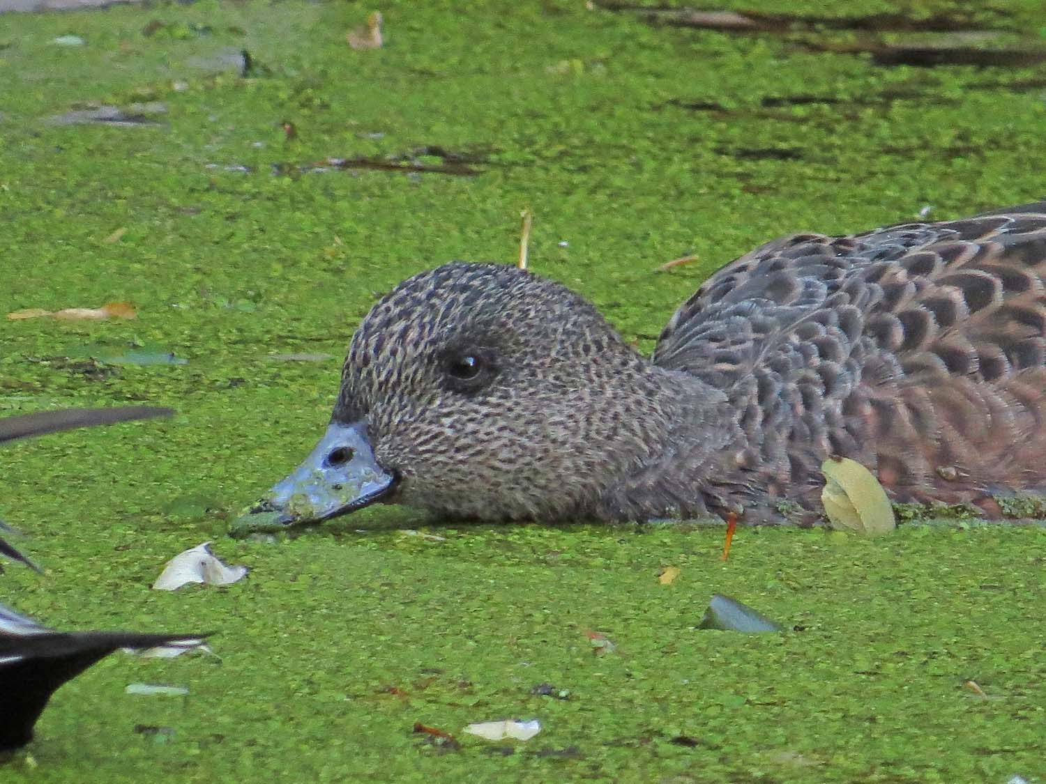 Wigeon 1500 11-6-2016 164P.jpg