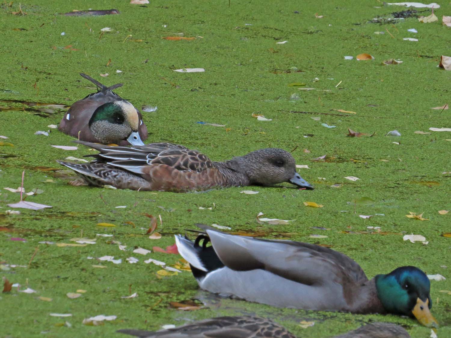 Wigeon 1500 11-6-2016 173P.jpg