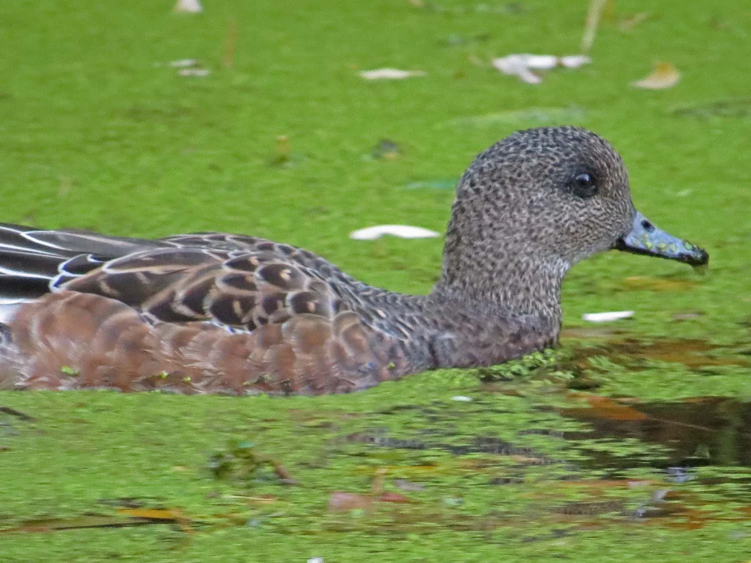 Female American wigeon, Prospect Park, November 6, 2016