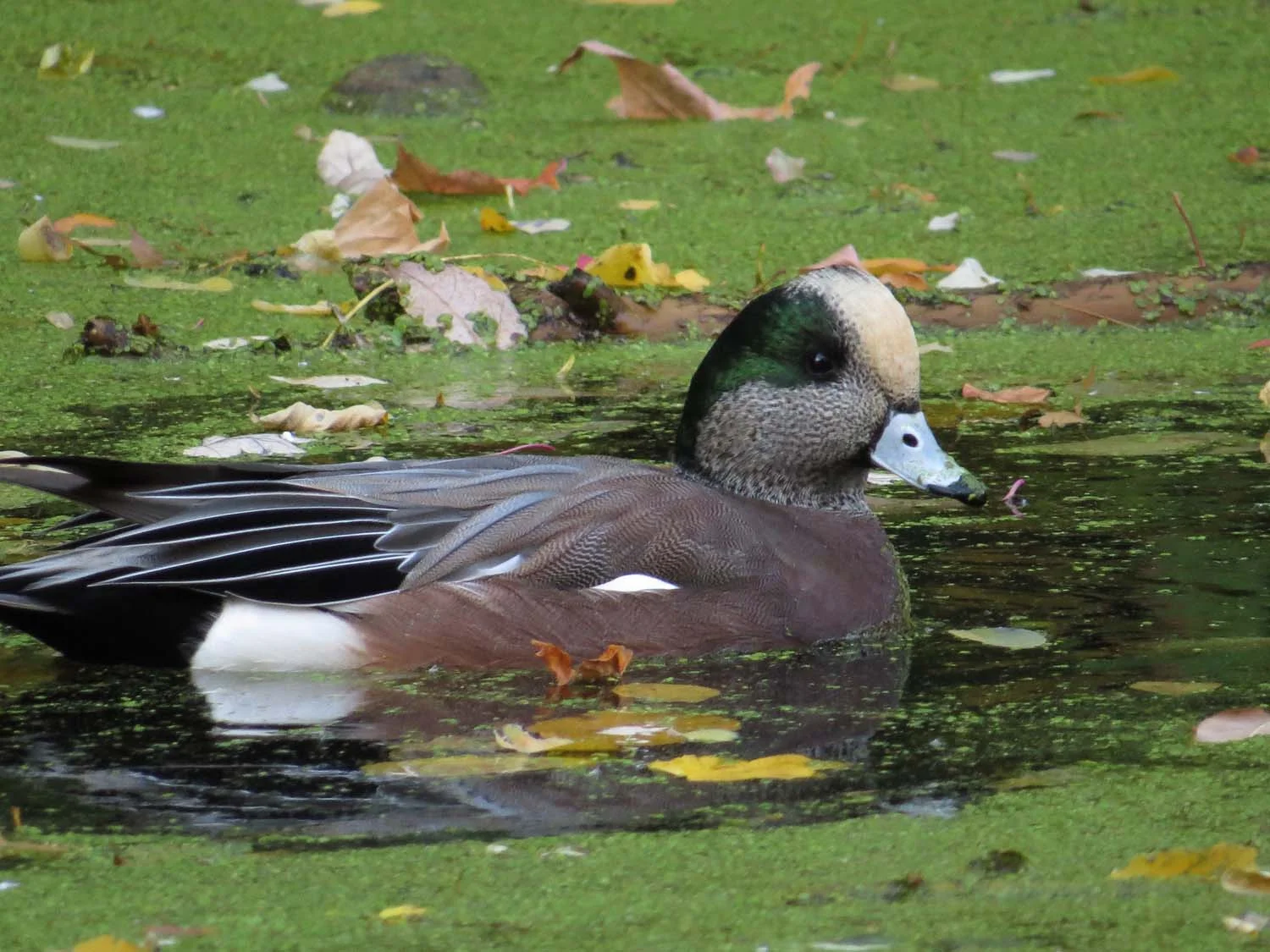 American wigeon, November 6, 2016, Prospect Park