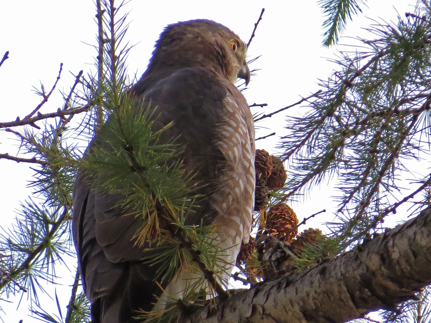 Cooper's hawk over Strawberry Fields, Nov. 10, 2016