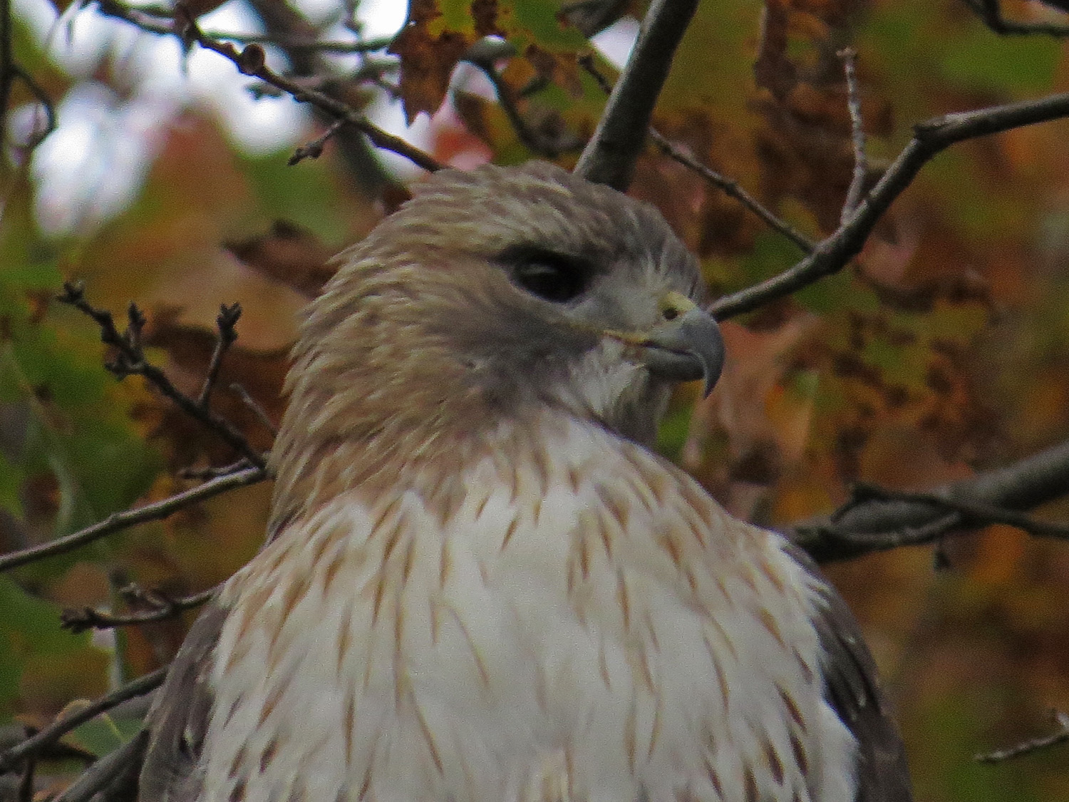 Pale Male 1500 11-14-2016 061P.jpg