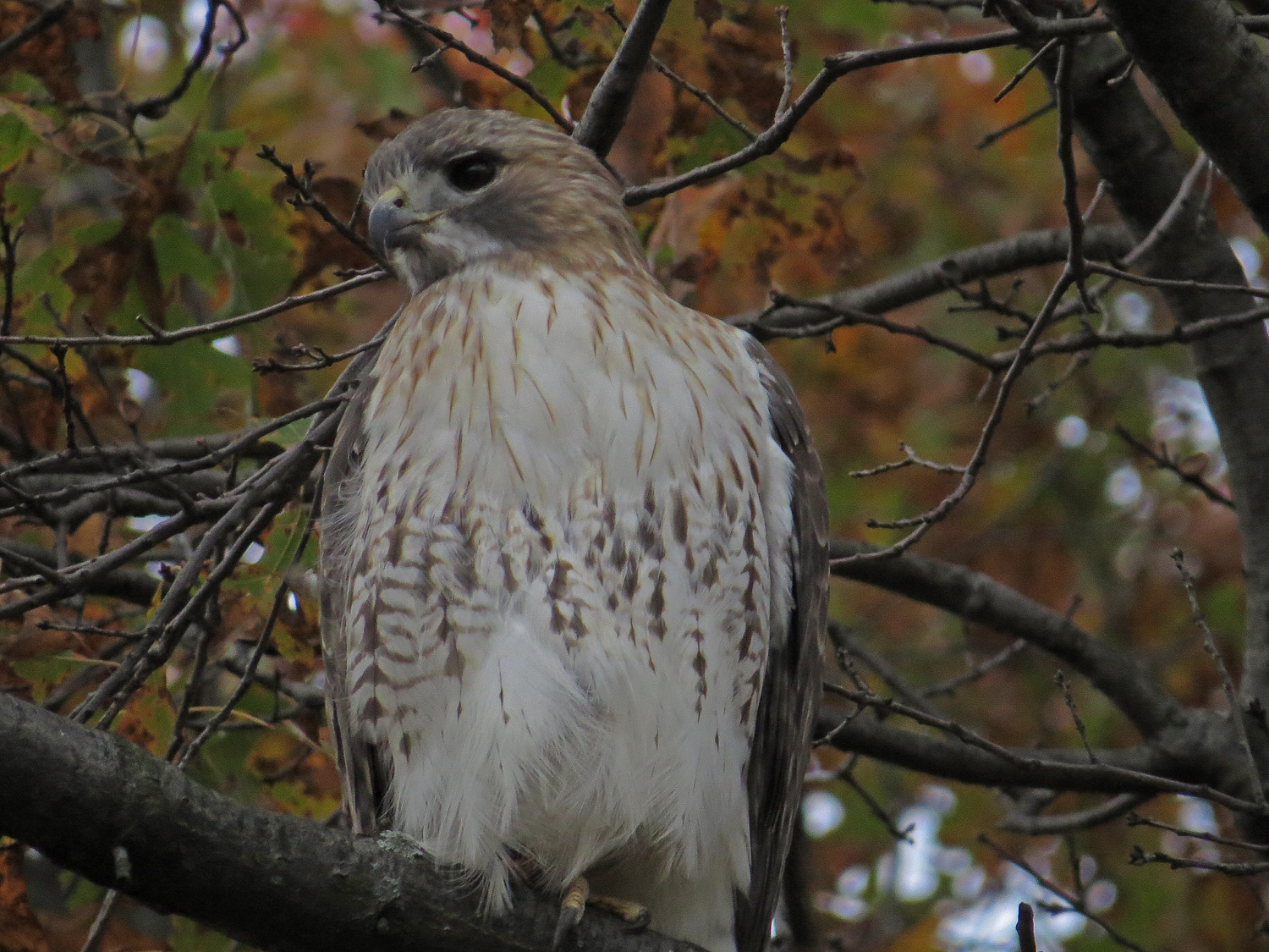 Pale Male 1500 11-14-2016 063P.jpg