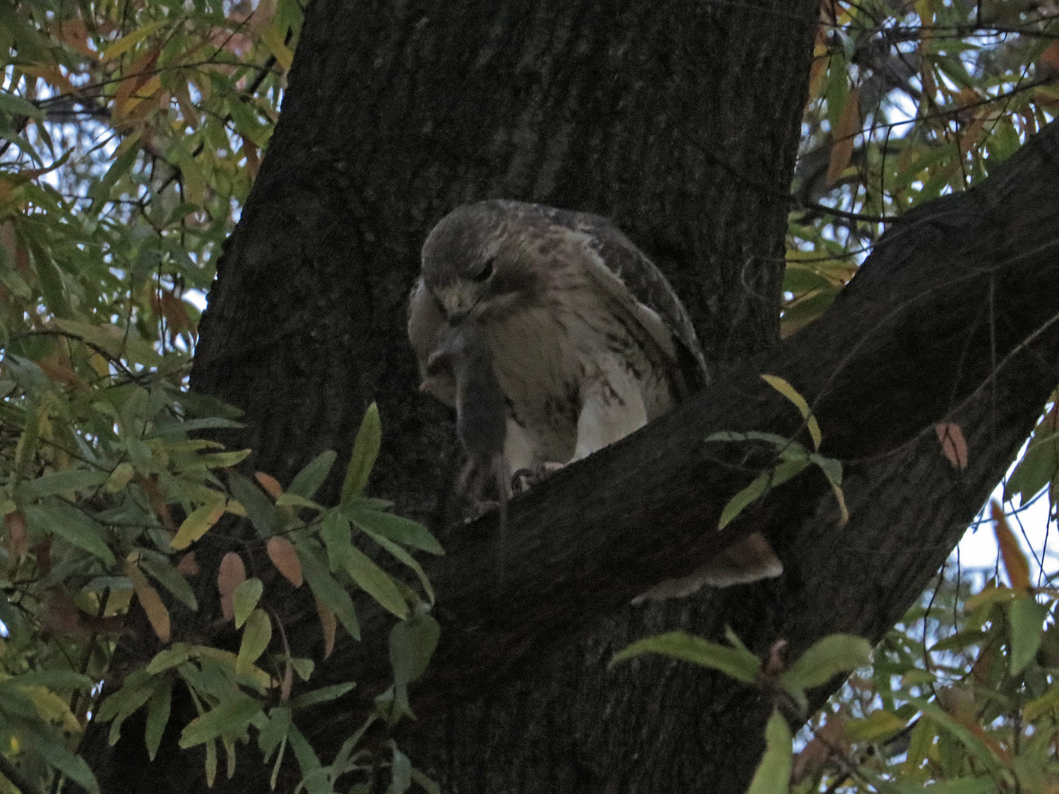 Pale Male 1500 11-14-2016 094P.jpg