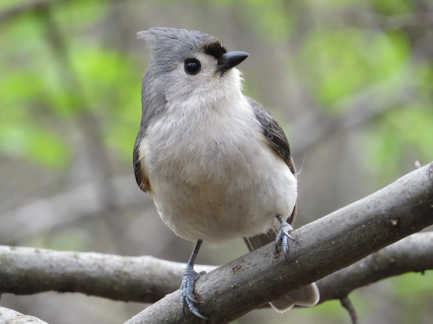 Tufted titmouse, Central Park, April 2016