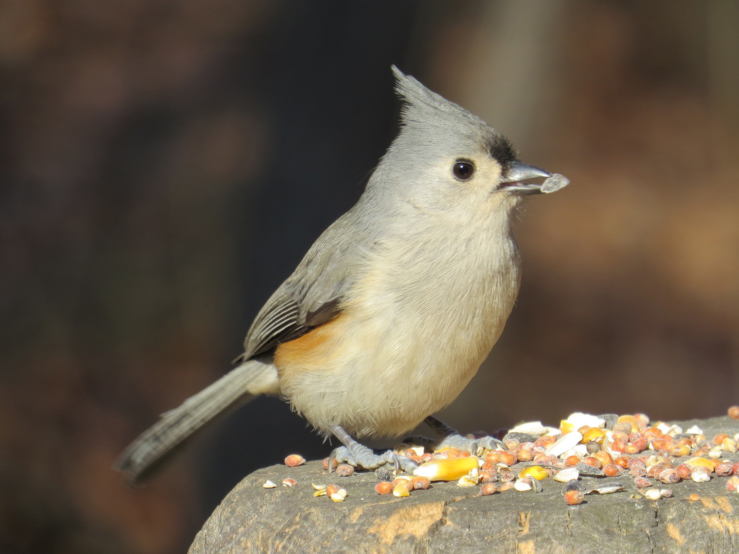 Titmouse 1500 1-1-2015 050P.jpg