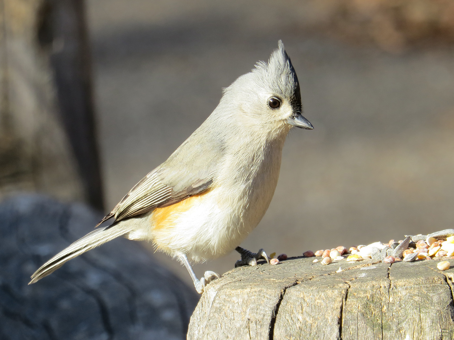 titmouse 1500 1-1-2015 030P.jpg