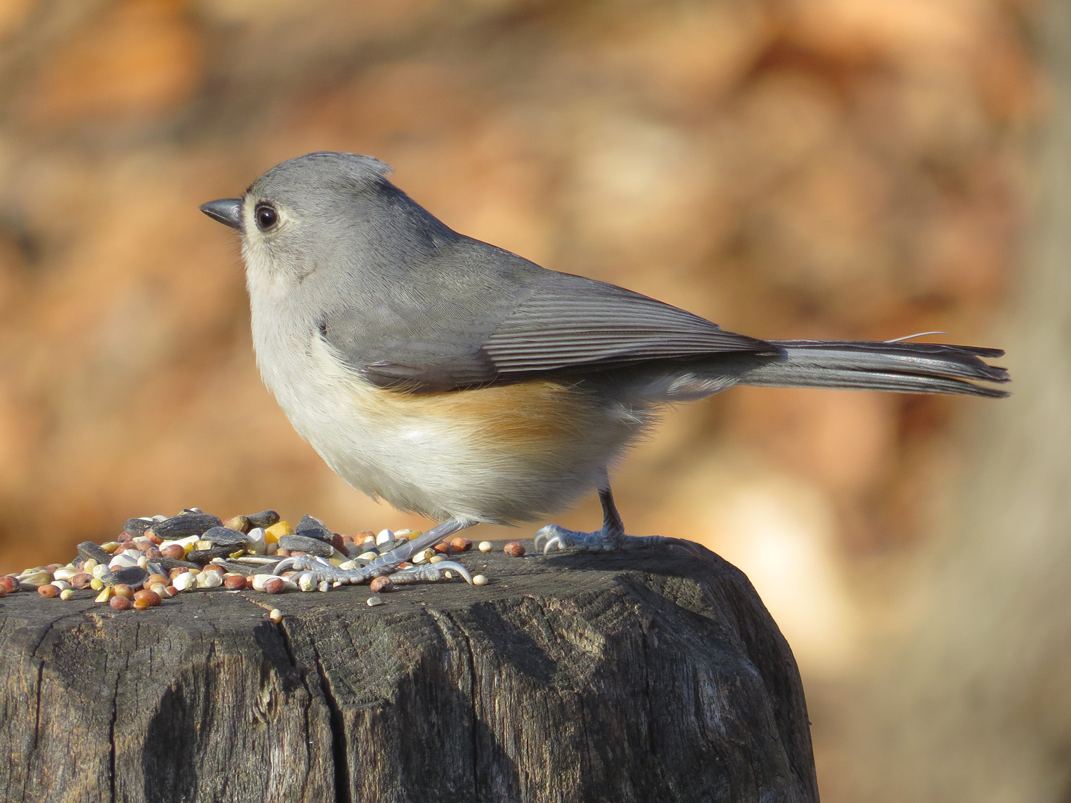 Titmouse 1500 1-5-2015 022P.jpg