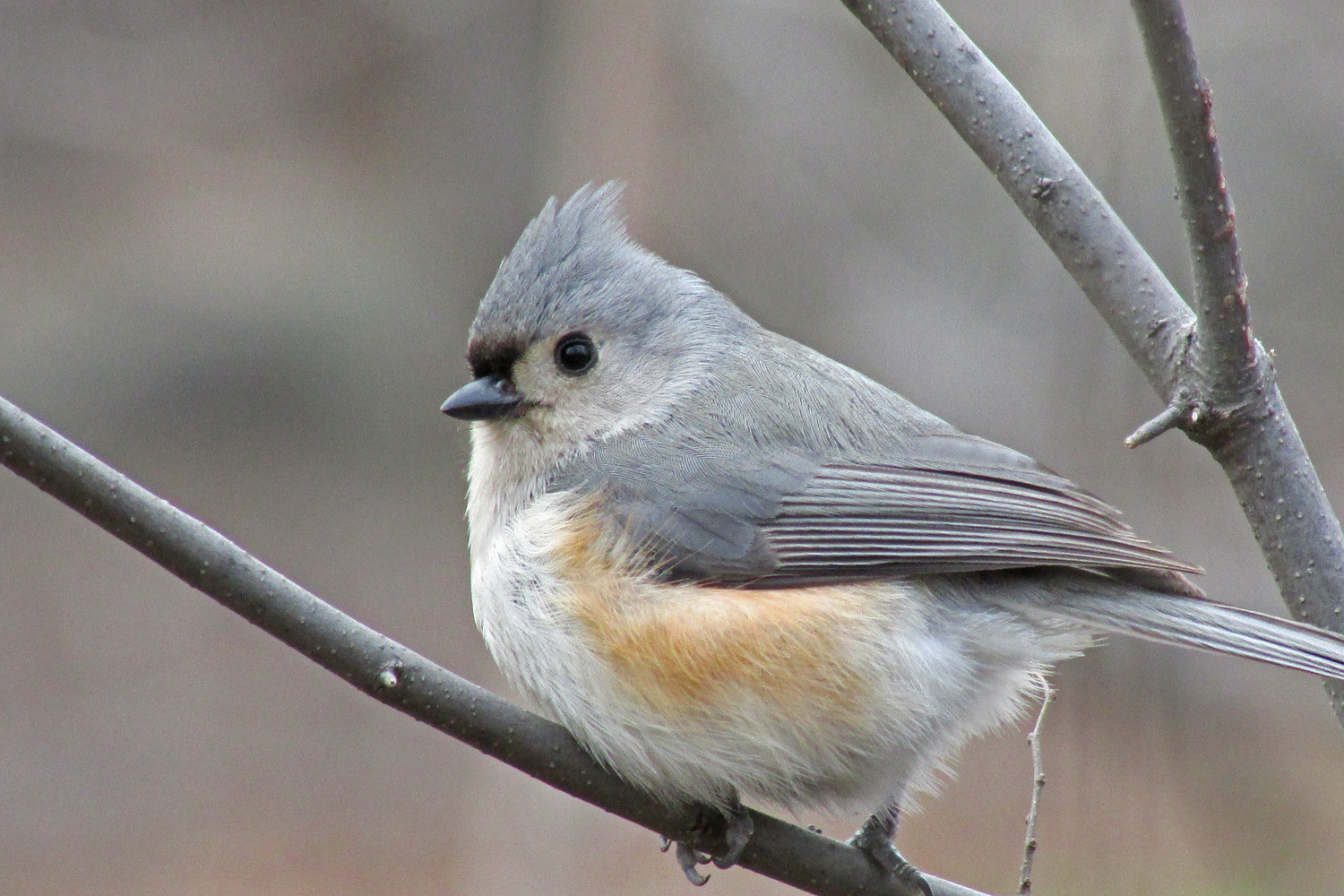 Titmouse 1500 3-22-2013 226P.jpg