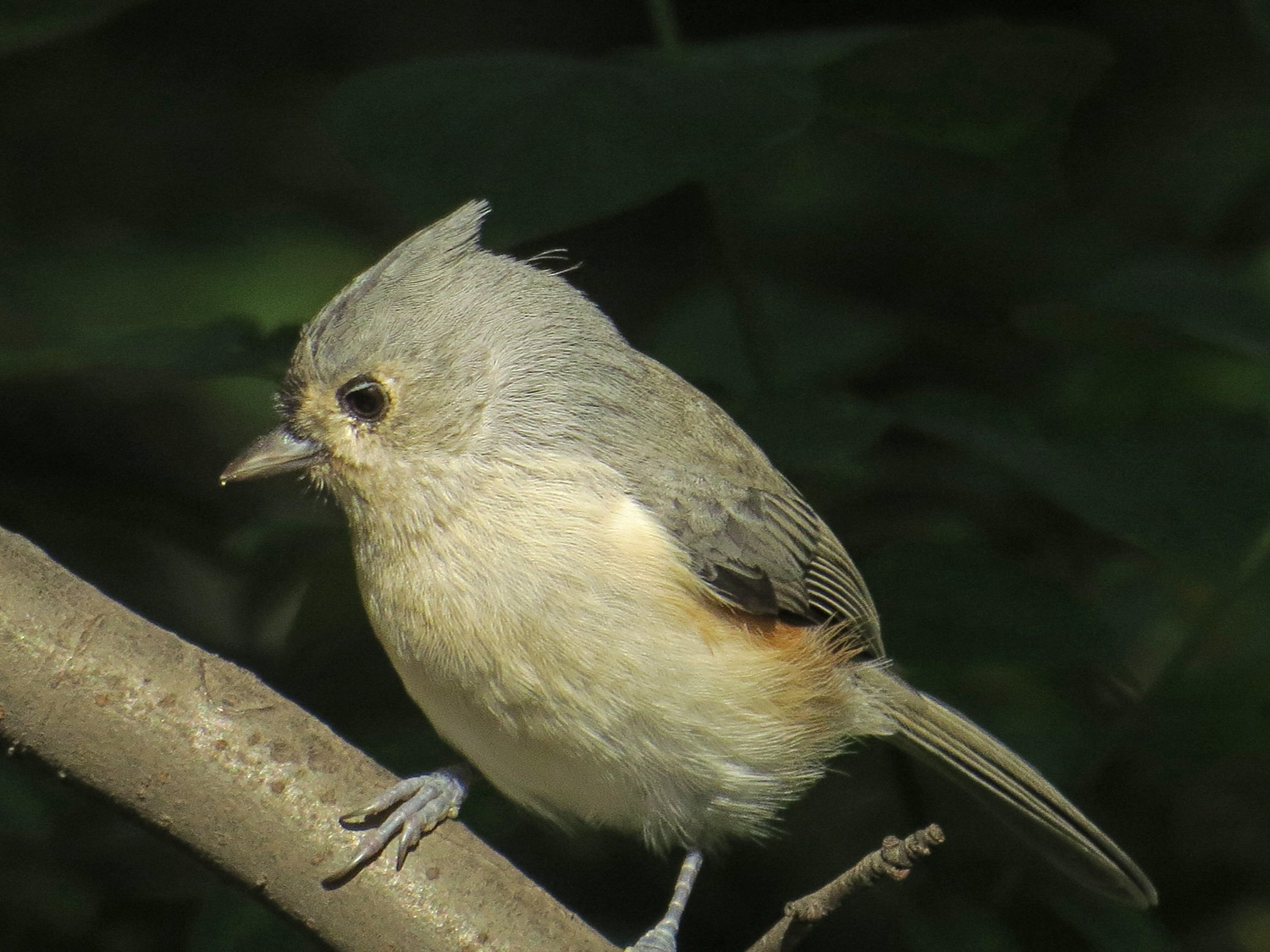 Titmouse 1500 10-17-2014 029P.jpg