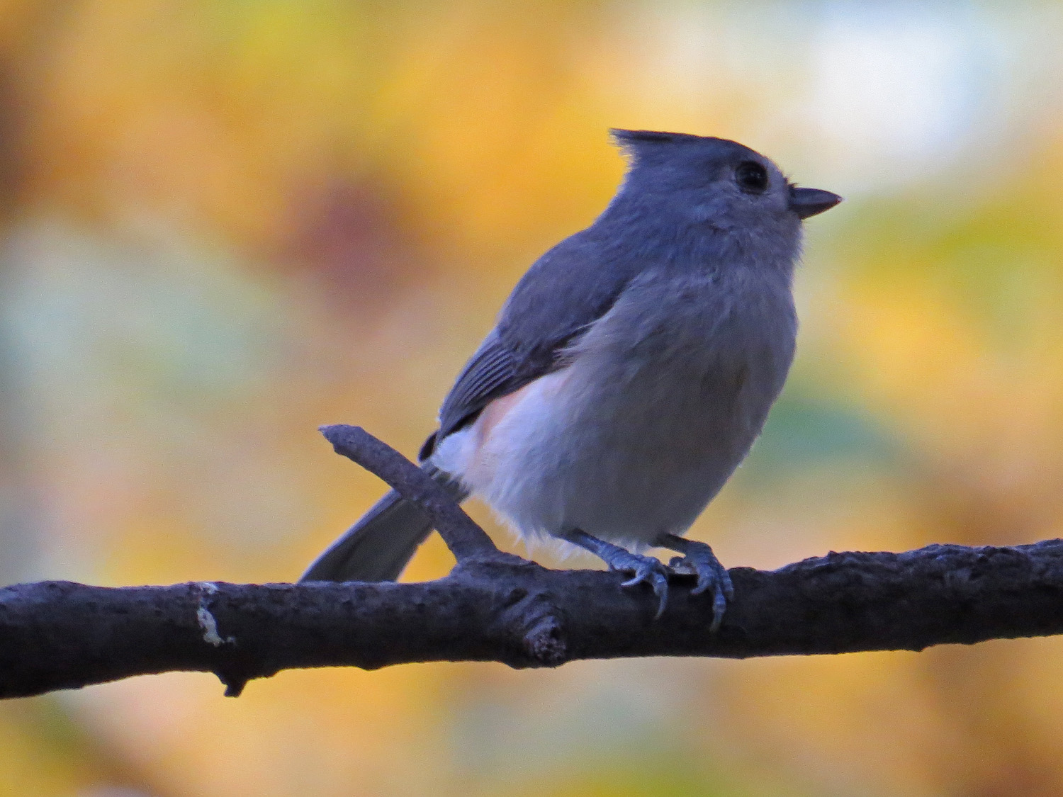 Titmouse 1500 10-29-2014 200P.jpg