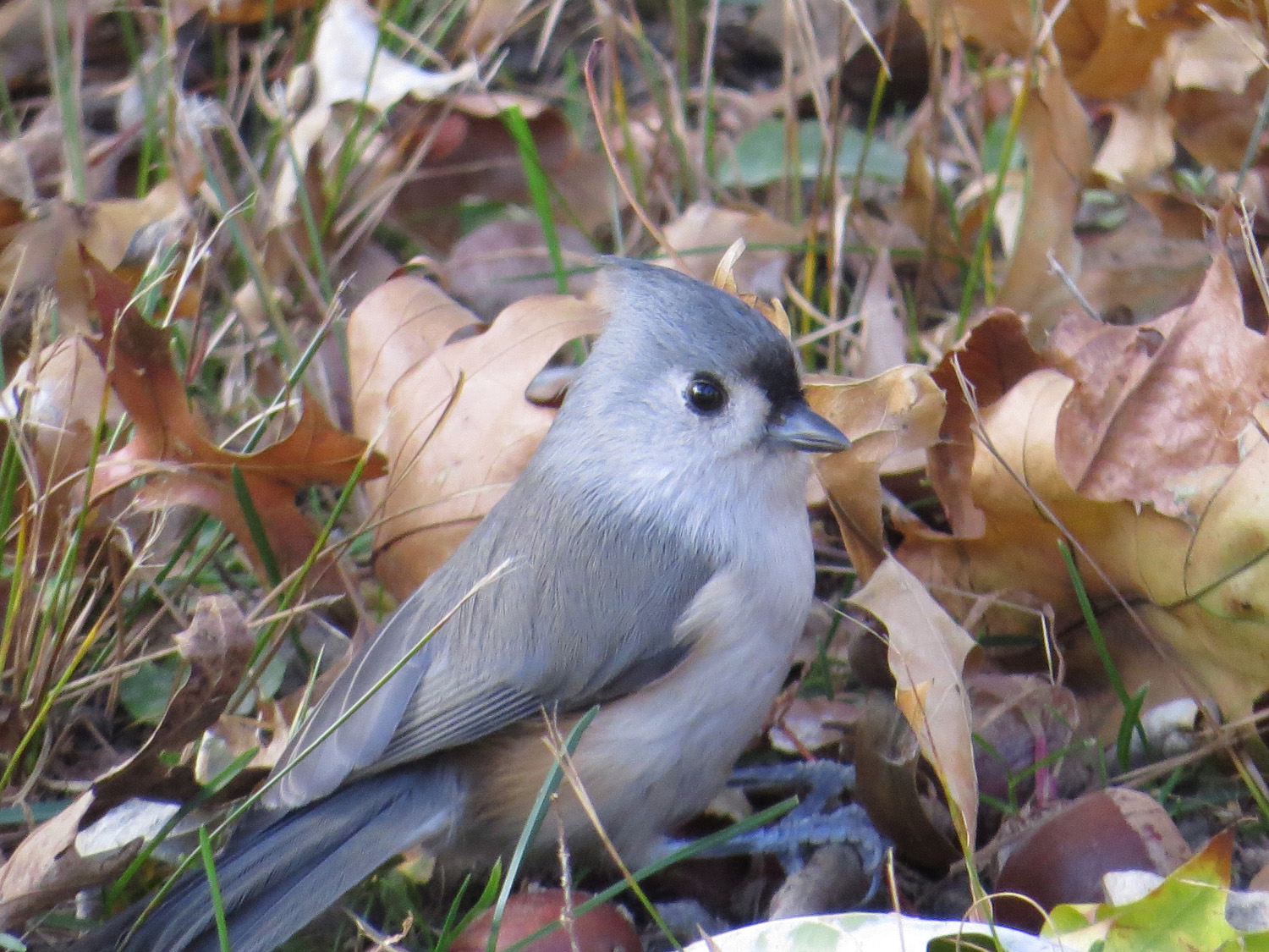 Titmouse 1500 11-4-2014 107P.jpg