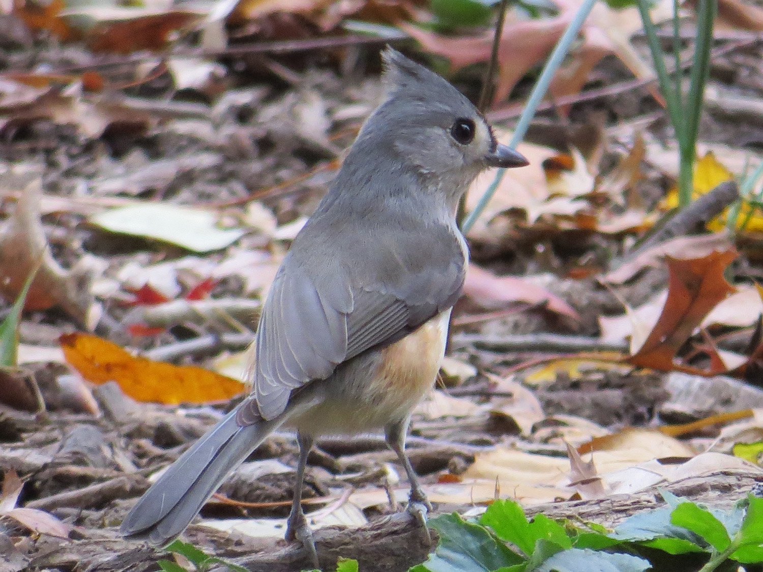 Titmouse 1500 11-12-2014 043P.jpg