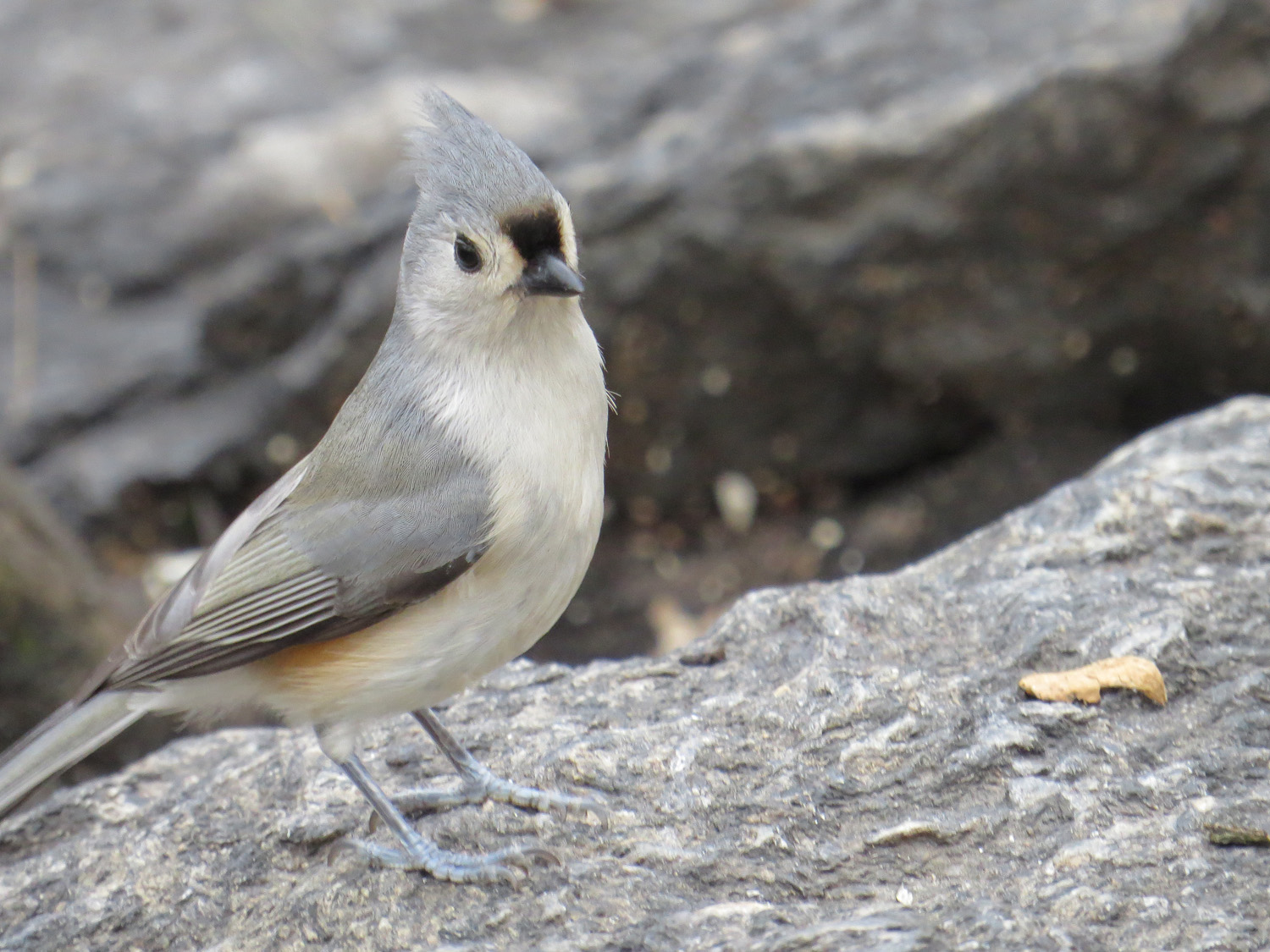 Titmouse 1500 12-17-2014 082P.jpg