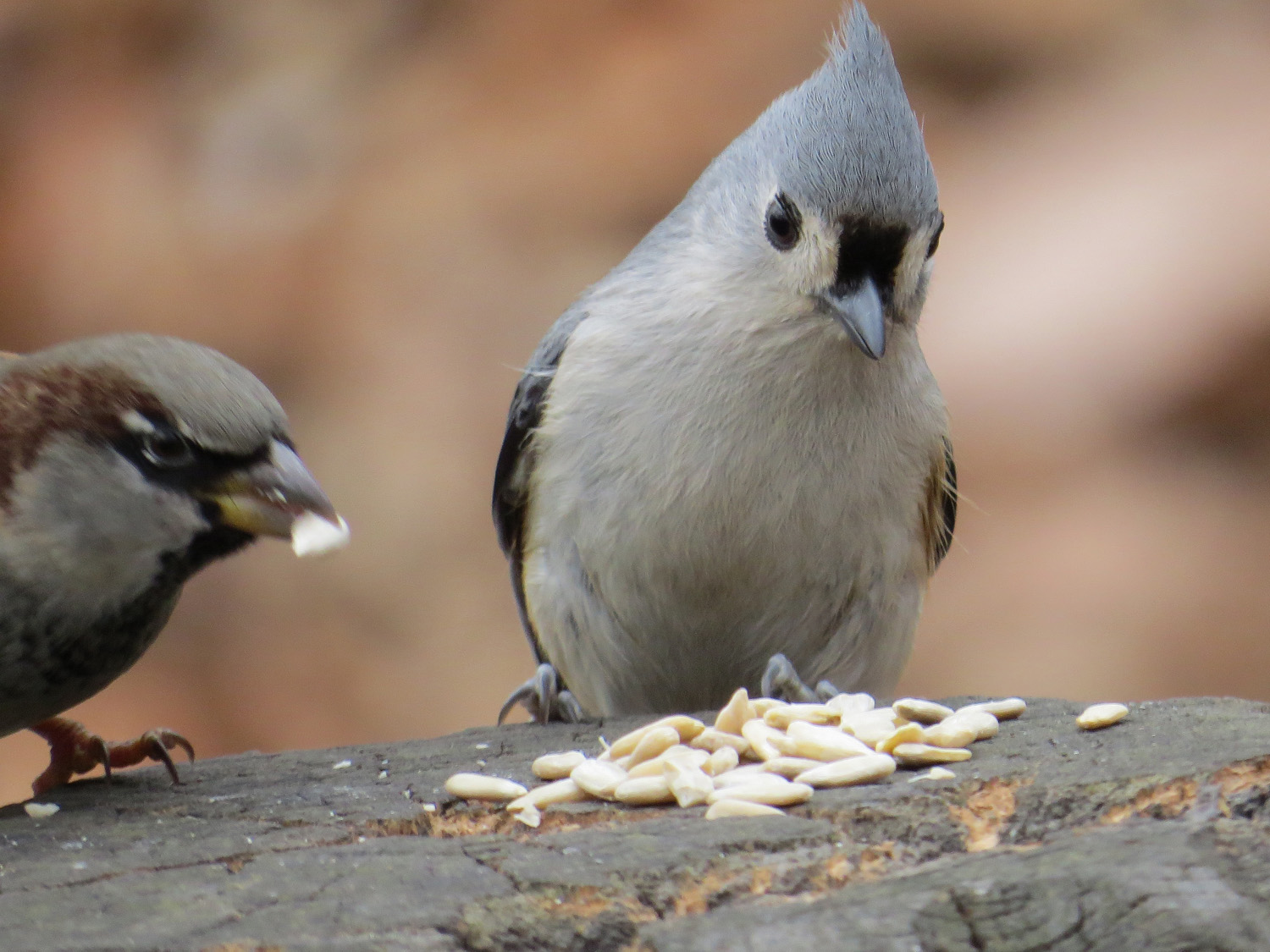 Titmouse 1500 12-21-2014 115P.jpg