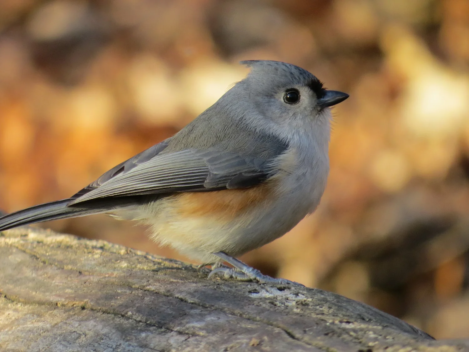 Tufted titmouse, Central Park, December 2014