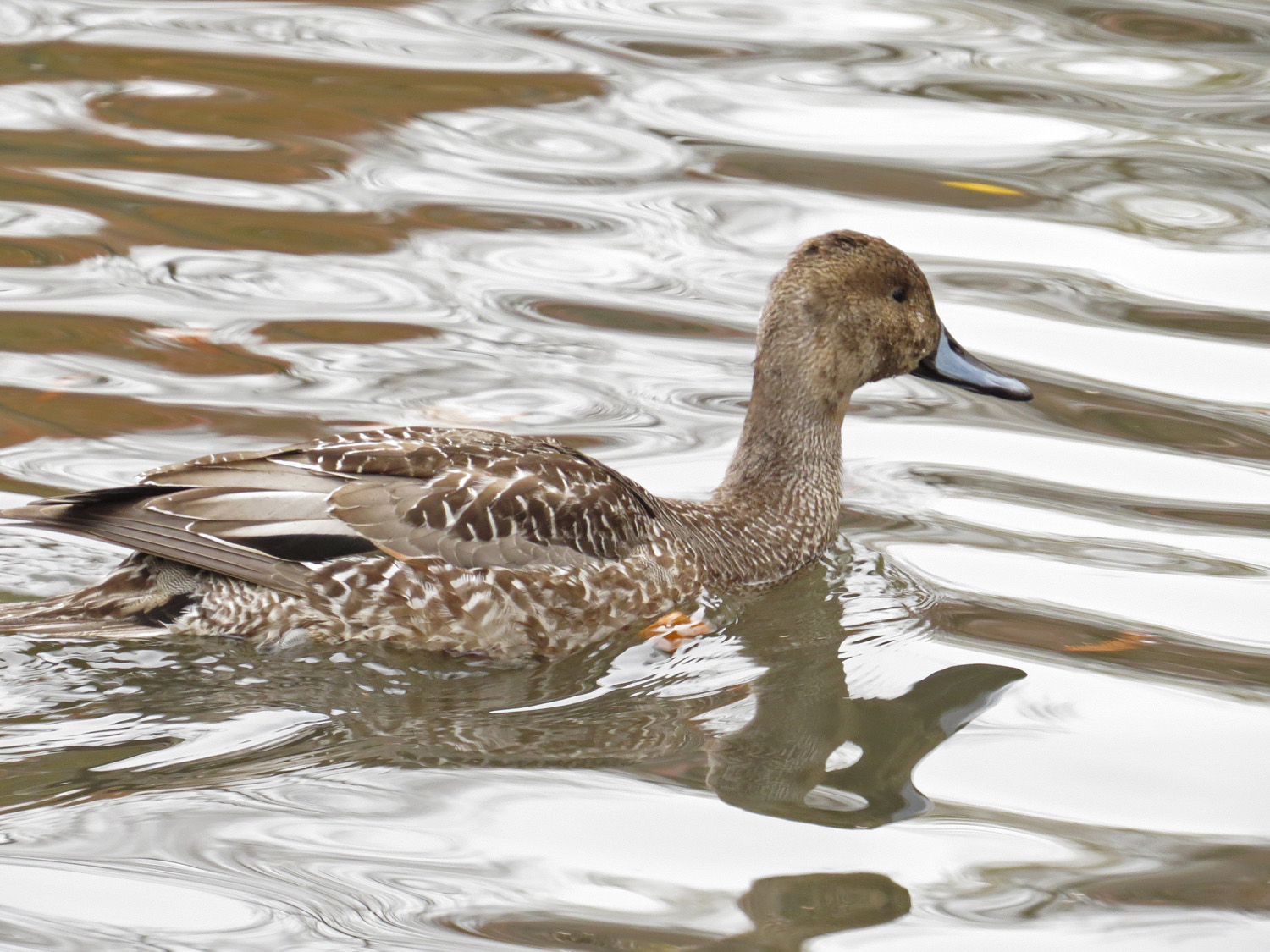 Pintail 1500 11-24-2016 047P.jpg