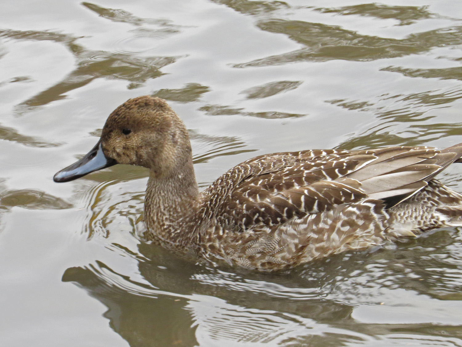 Pintail 1500 11-24-2016 055P.jpg