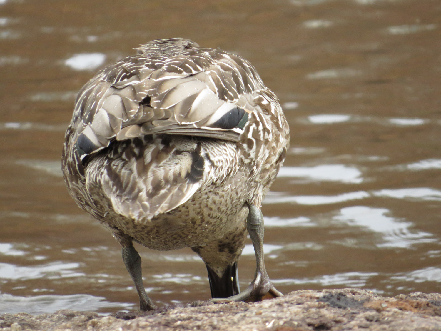 Pintail 1500 11-24-2016 060P.jpg