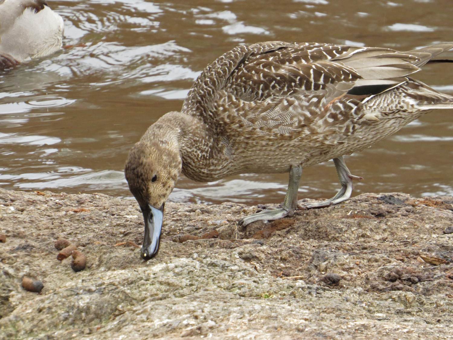 Pintail 1500 11-24-2016 059P.jpg