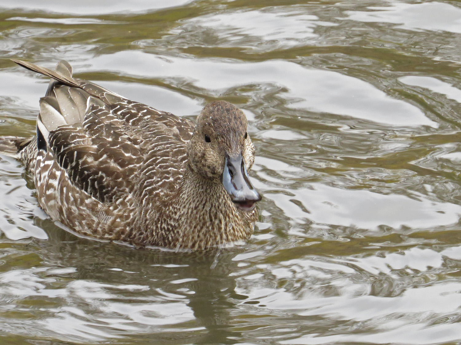 Pintail 1500 11-24-2016 063P.jpg