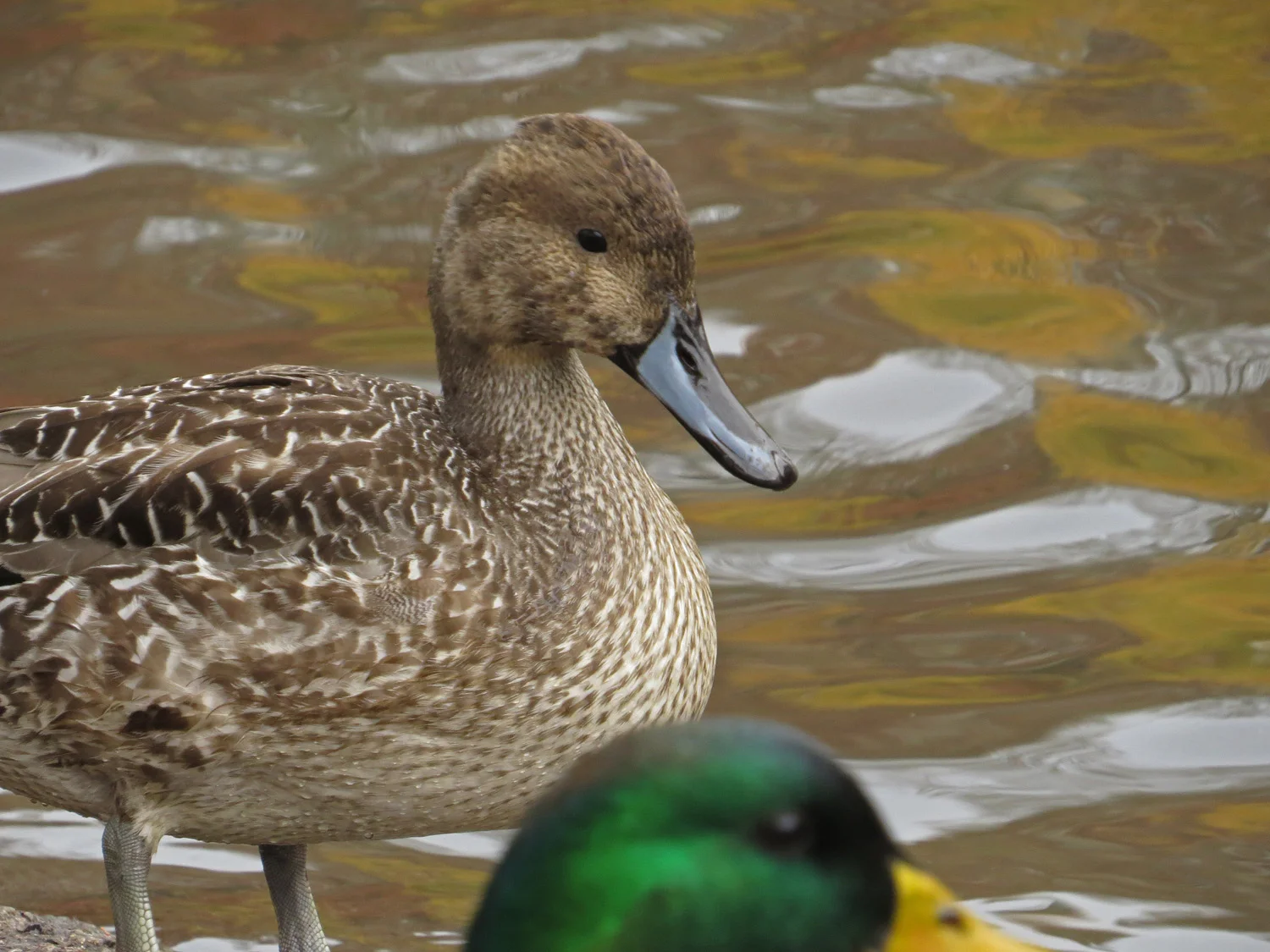 Female northern pintail at the Pool, Nov. 24, 2016