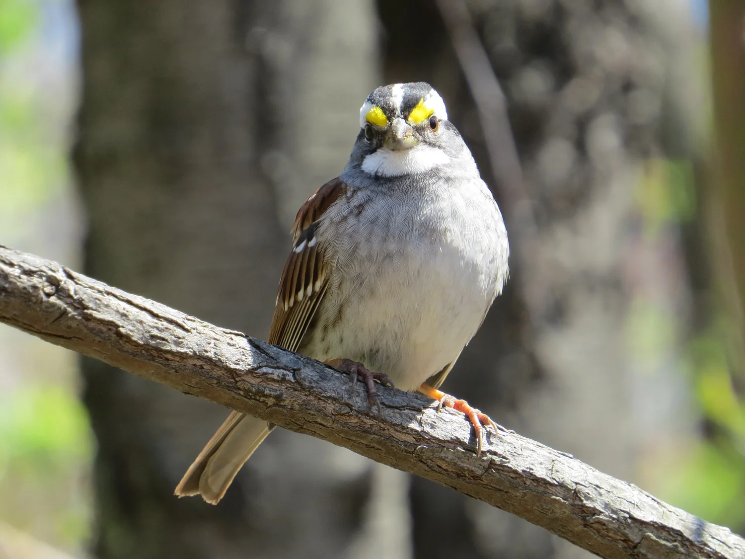 White-throated sparrow, April 15, 2016, Central Park