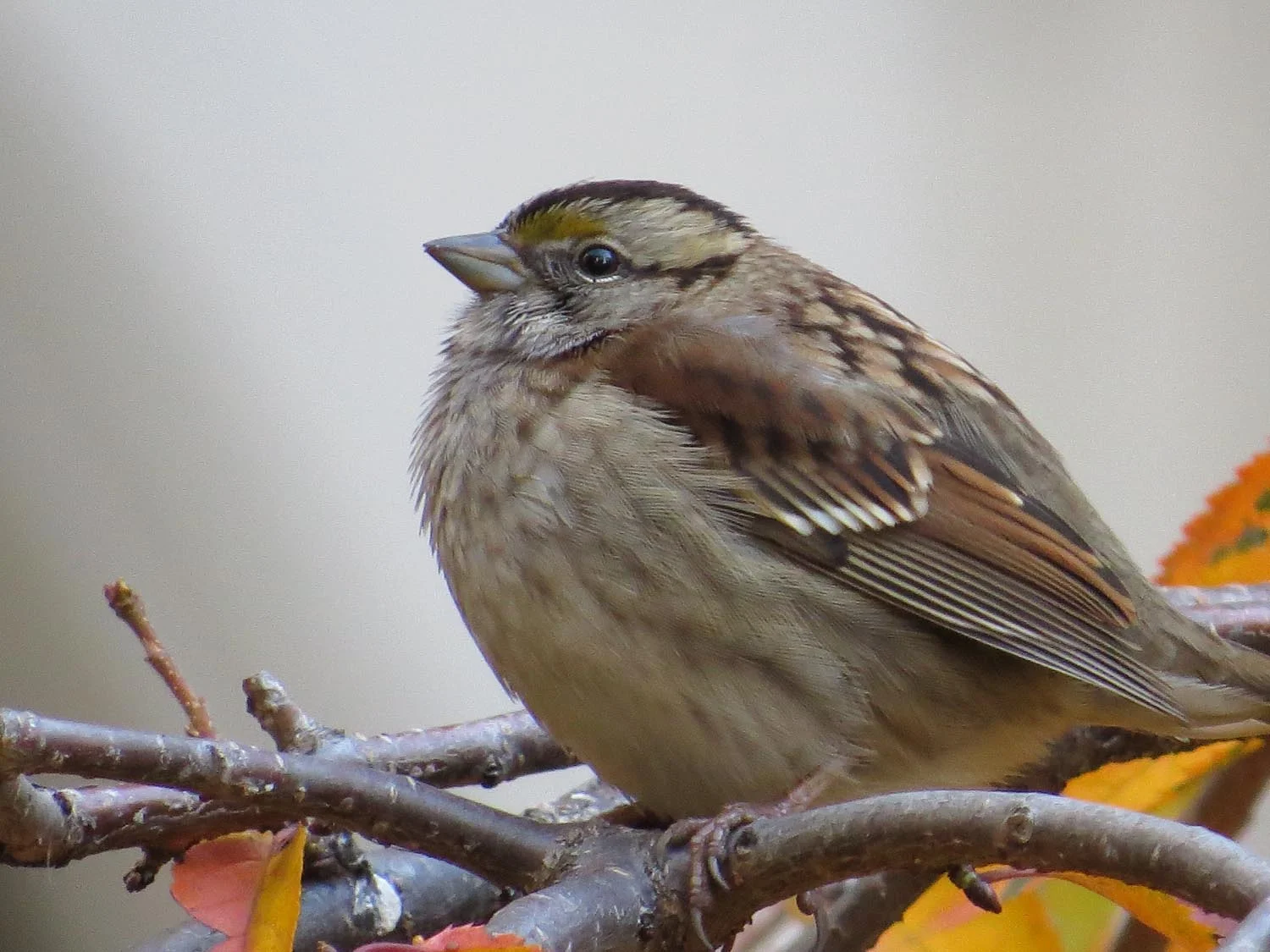 White-throated sparrow, November 2016, Trinity Church Cemetery