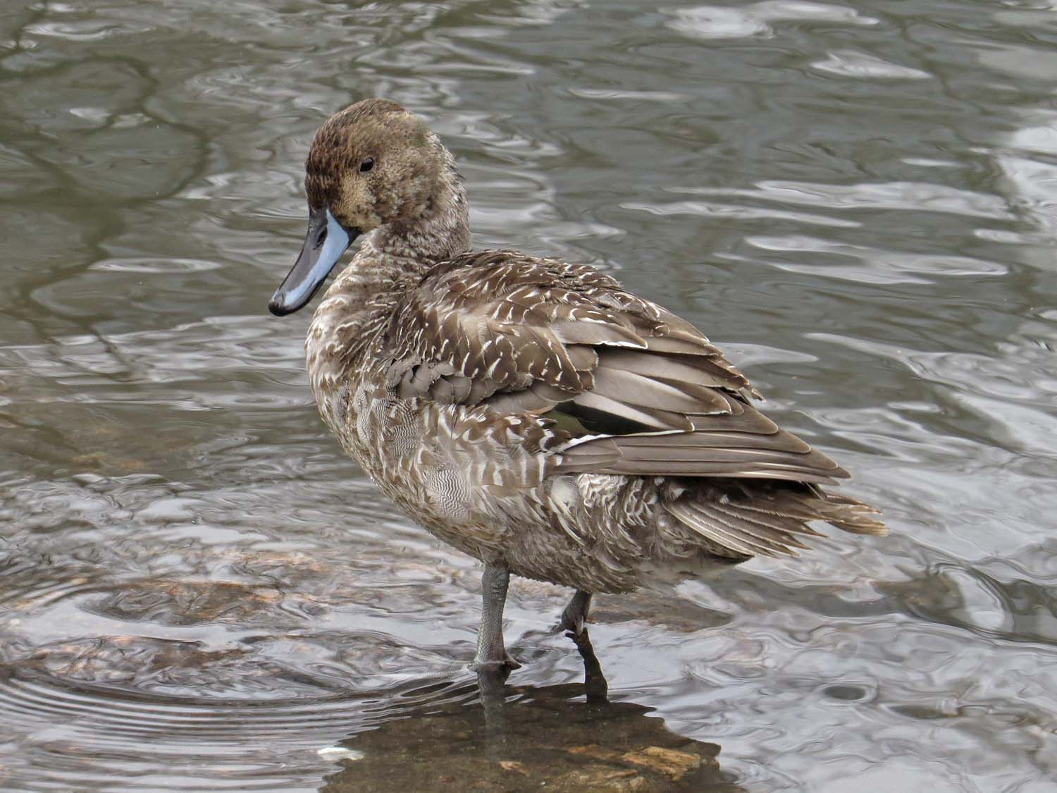 Pintail 1500 12-21-2016 112P.jpg