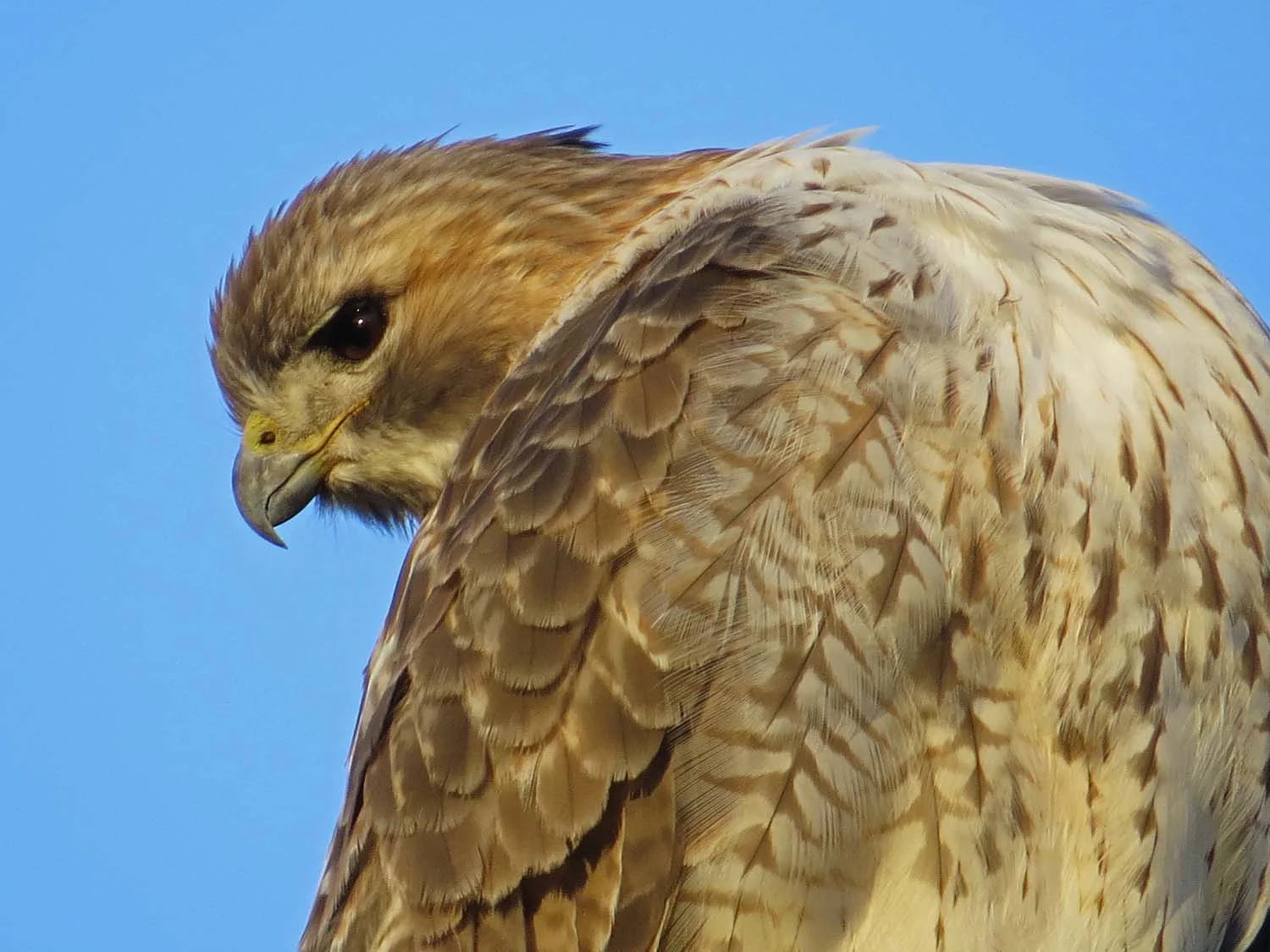 Pale Male, Christmas Day, 2016