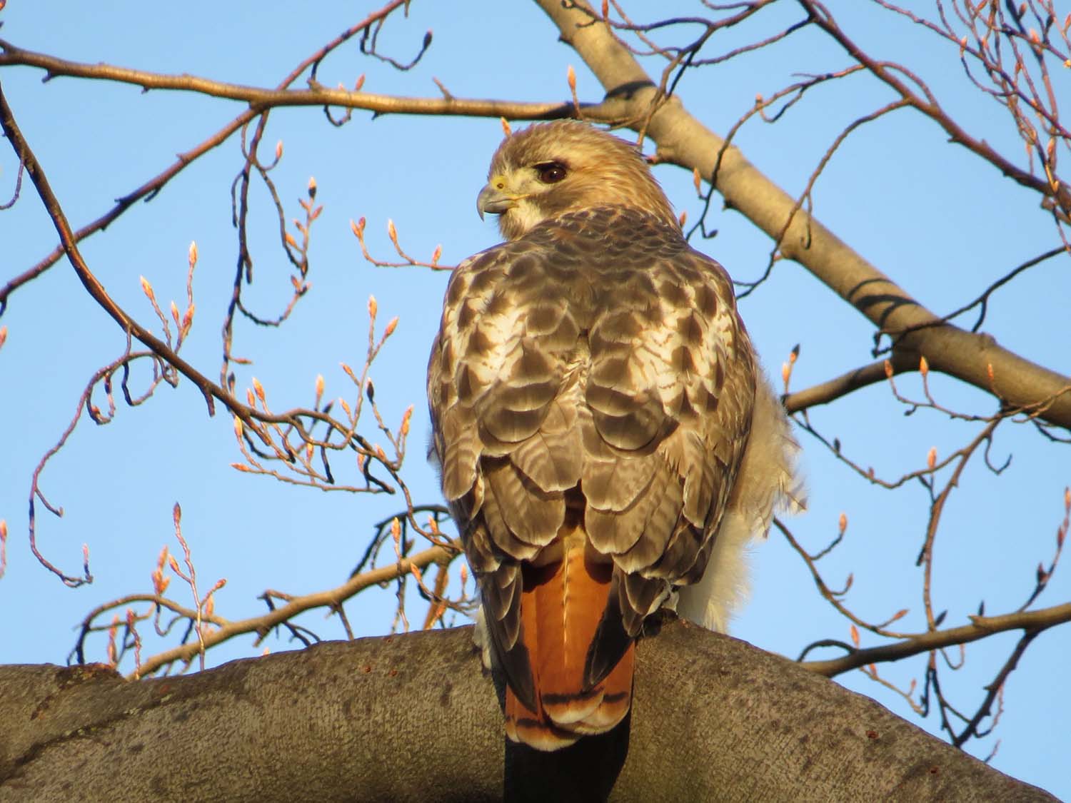 Pale Male 1500 12-25-2016 147P.jpg