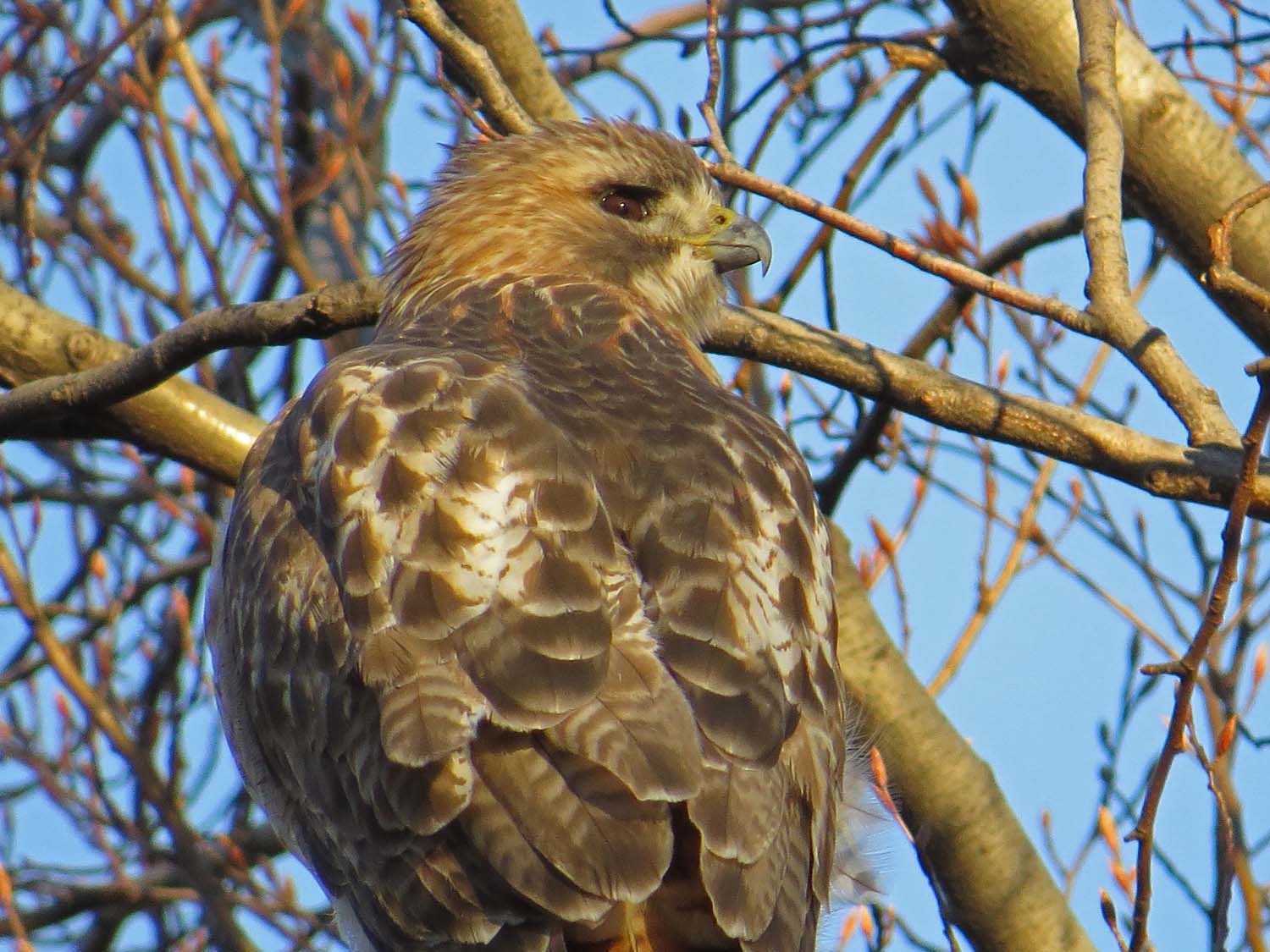 Pale Male 1500 12-25-2016 157P.jpg