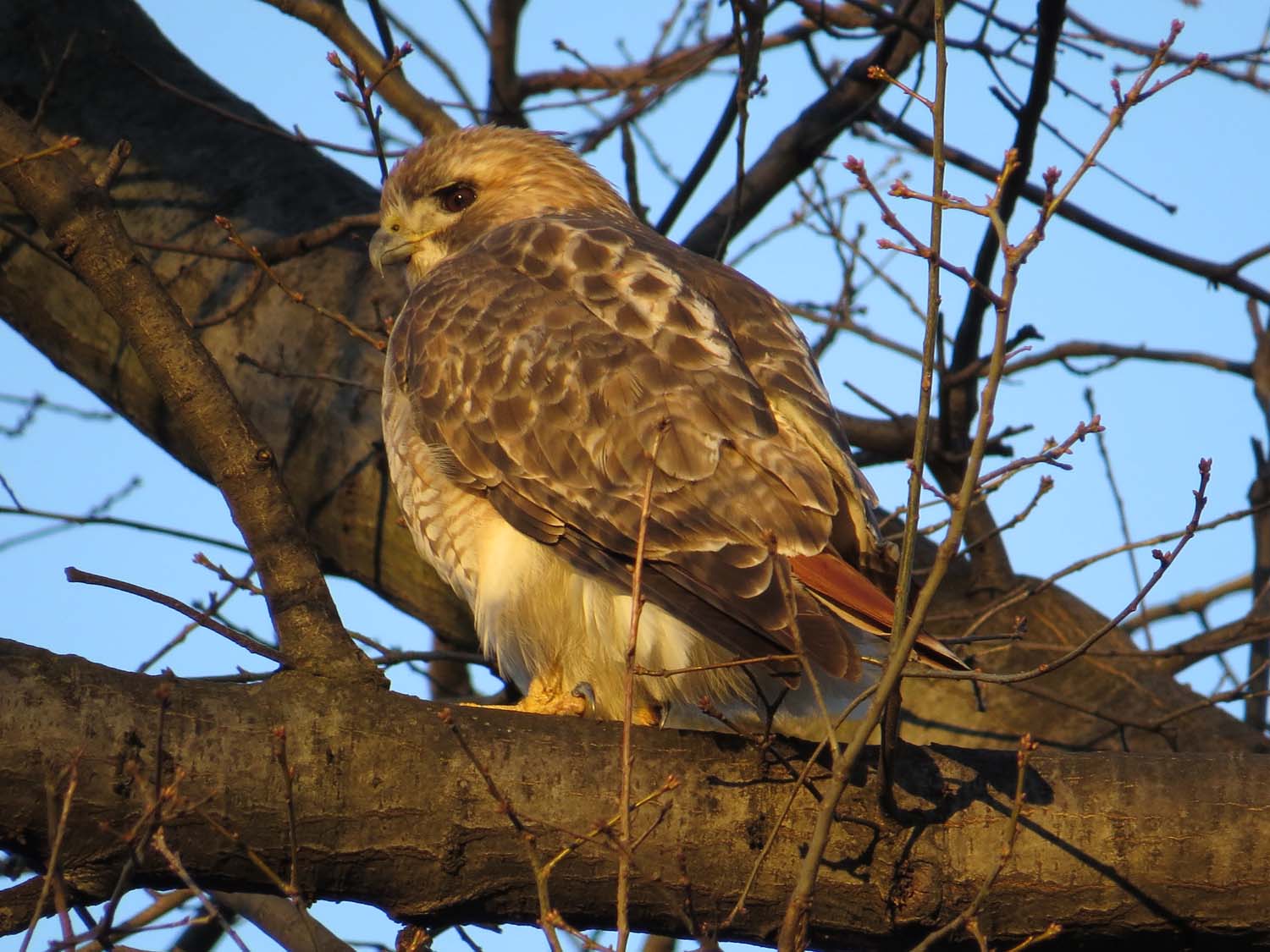 Pale Male 1500 12-25-2016 243P.jpg