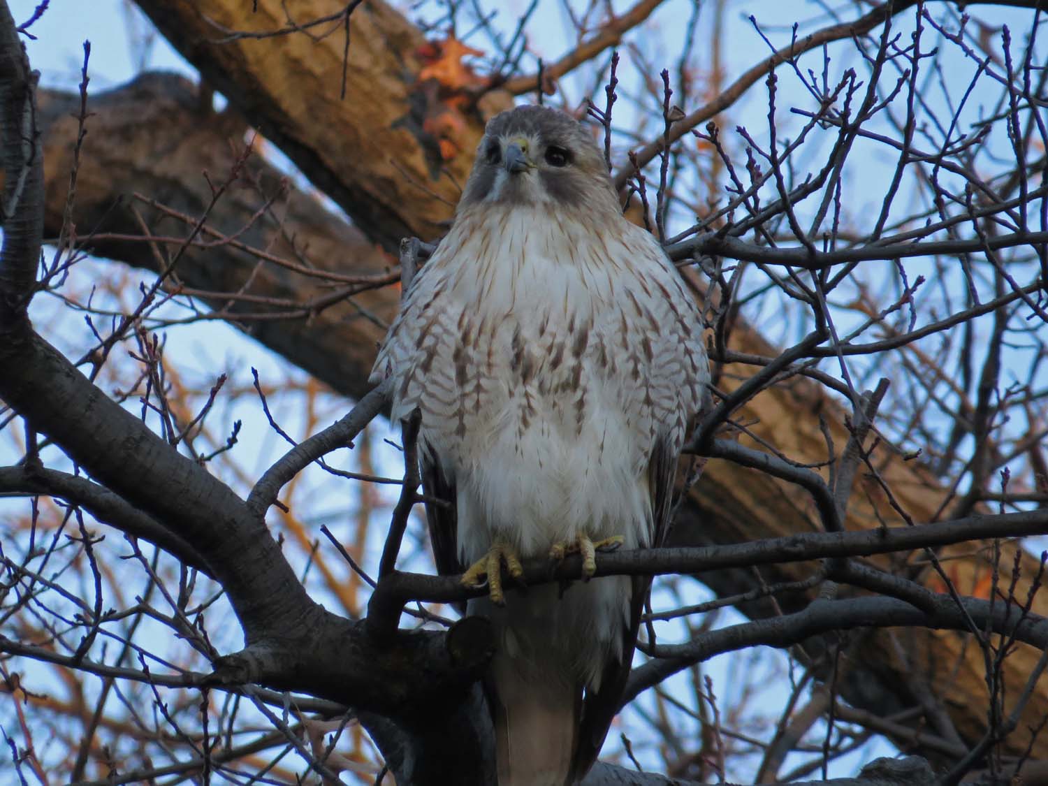 Pale Male 1500 12-25-2016 264P.jpg