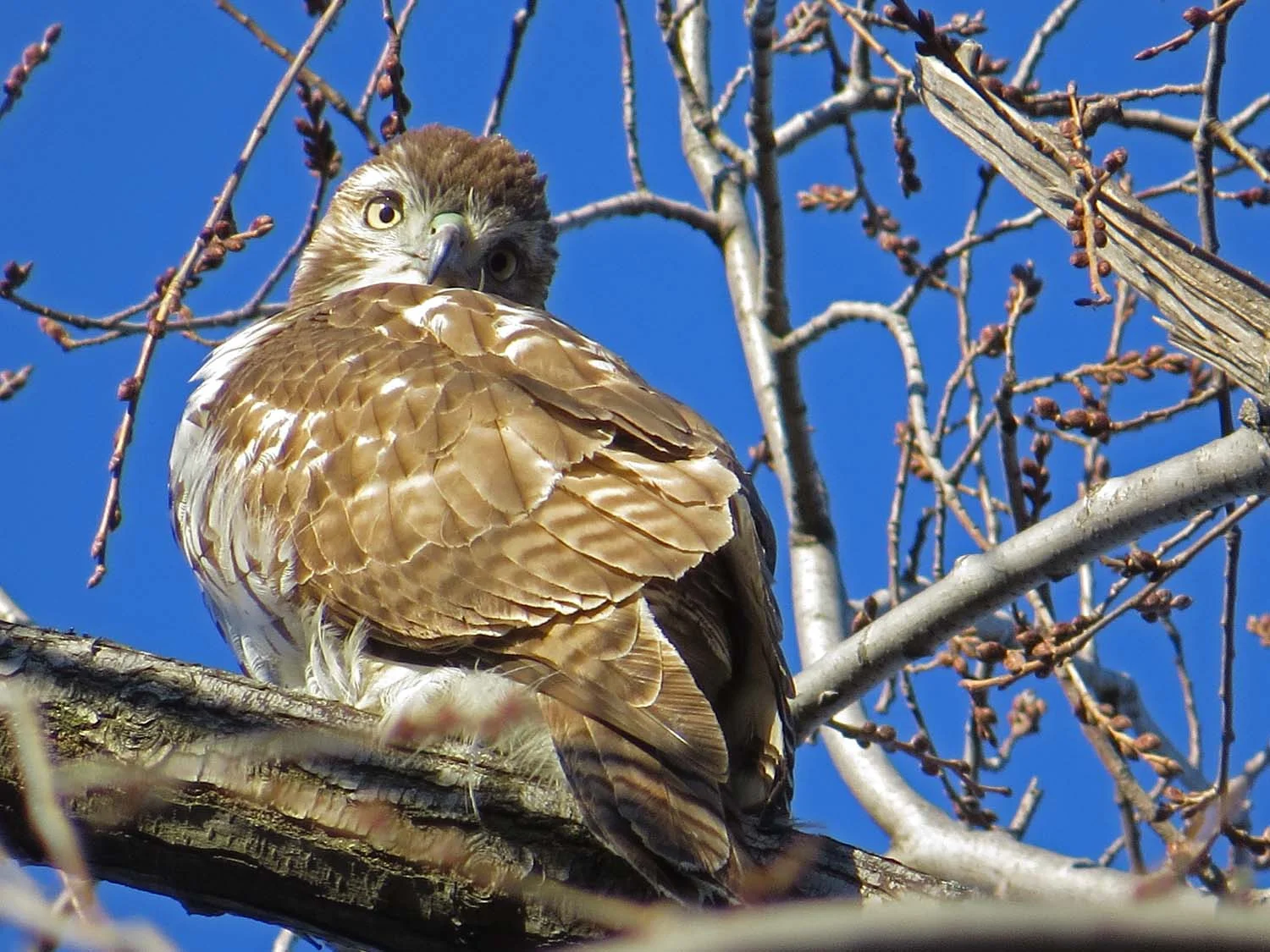 First-year red-tailed hawk, south of Bethesda Fountain, Jan. 1, 2017